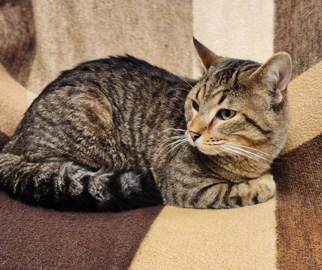 Snickers, Adoptable, Young Male Domestic Short Hair.