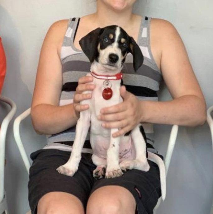 Sullivan, Adopted, Young Male Beagle.