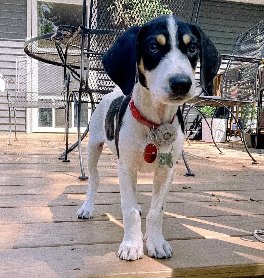 Sullivan, a Adopted Beagle in Nashville, TN image 2/3