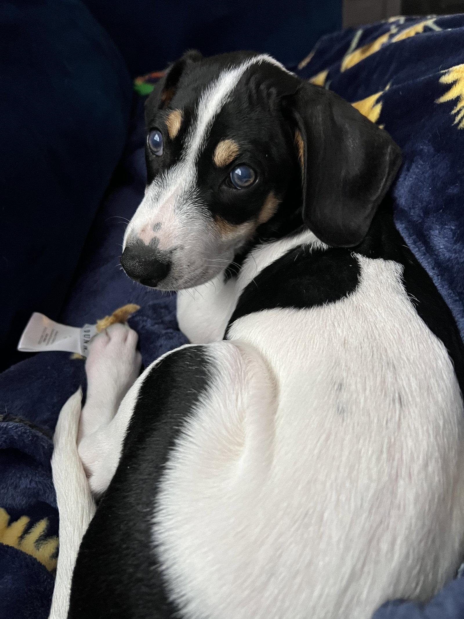Sullivan, a Adopted Beagle in Nashville, TN image 3/3