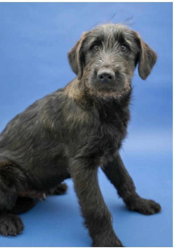 Enlarge Chewbarka, an adopted mixed breed in Kenhorst, PA image 1/1