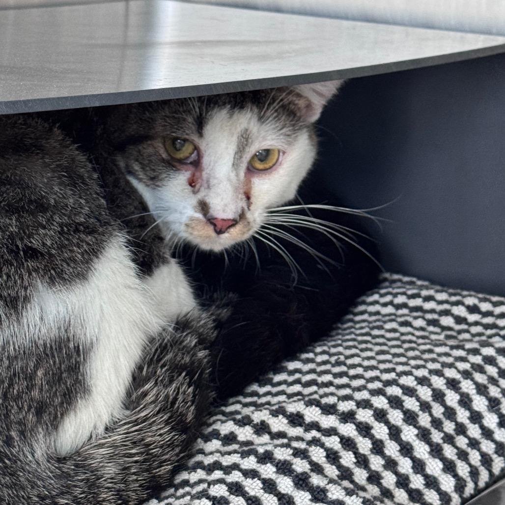 Enlarge Tamarin, a Adoptable Domestic Short Hair in Chicago, IL image 1/1