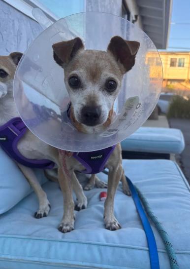 Enlarge Kody, a Adoptable Chihuahua in San Diego, CA image 2/3