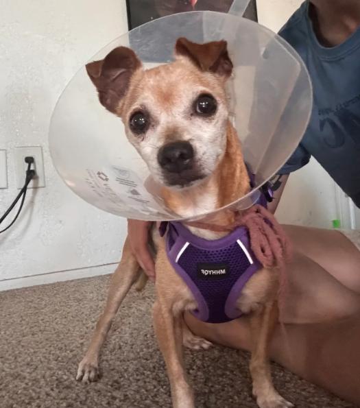 Enlarge Kody, a Adoptable Chihuahua in San Diego, CA image 3/3