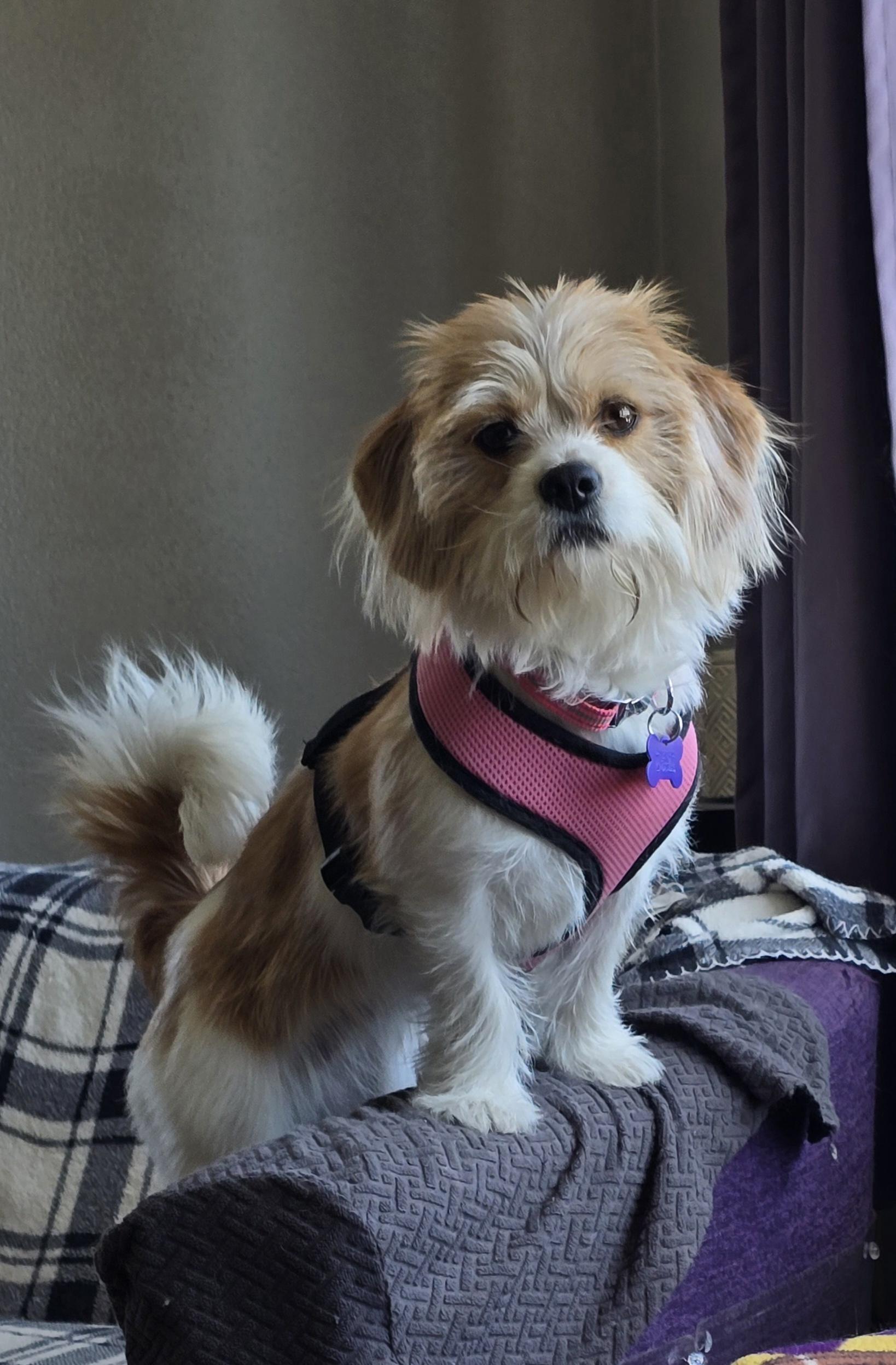 LuLu-Applications pending, ADOPTABLE, Adult Female Shih Tzu & Terrier.
