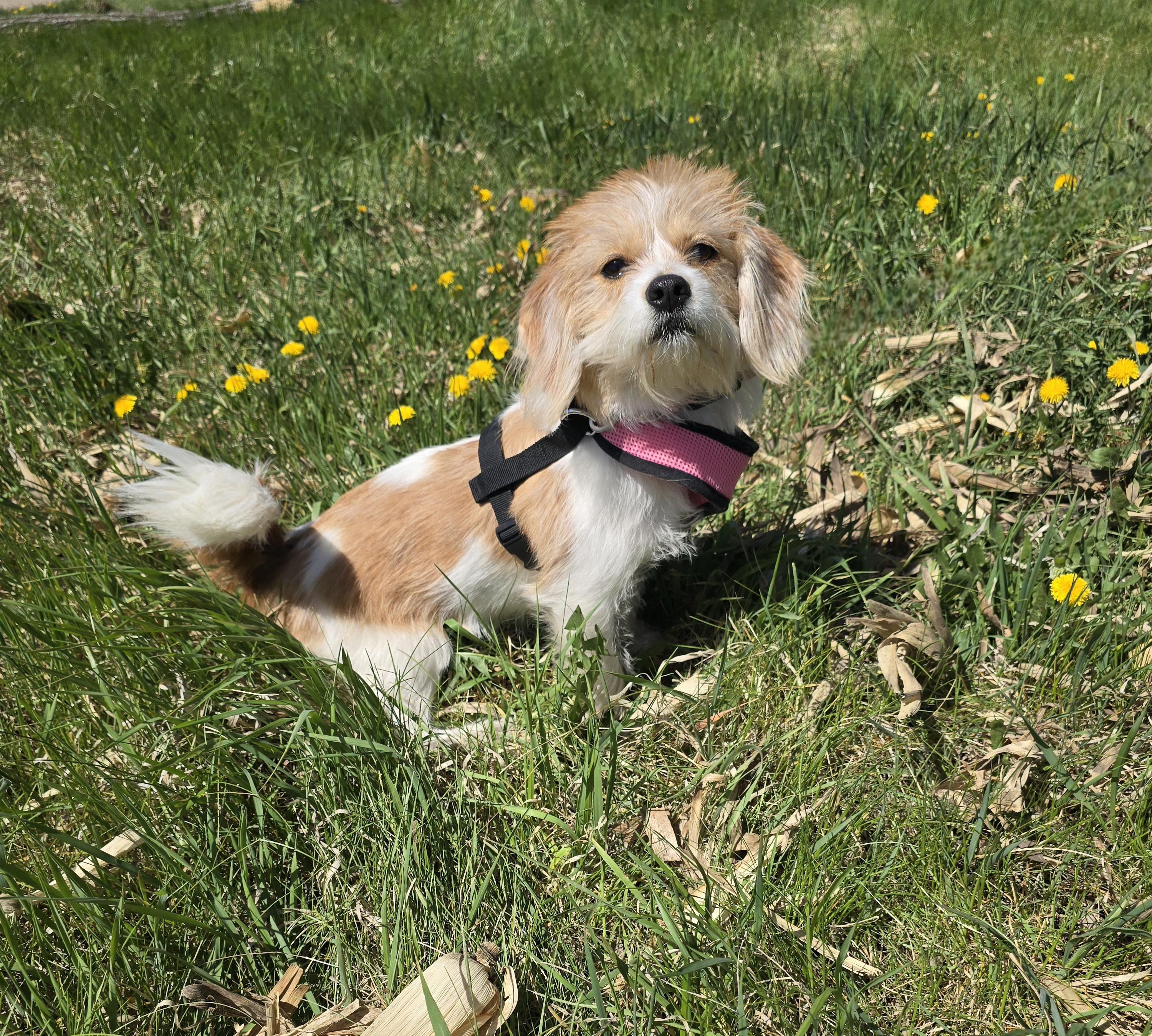 LuLu-Applications pending, a ADOPTABLE mixed breed in Jamestown, ND image 4/6