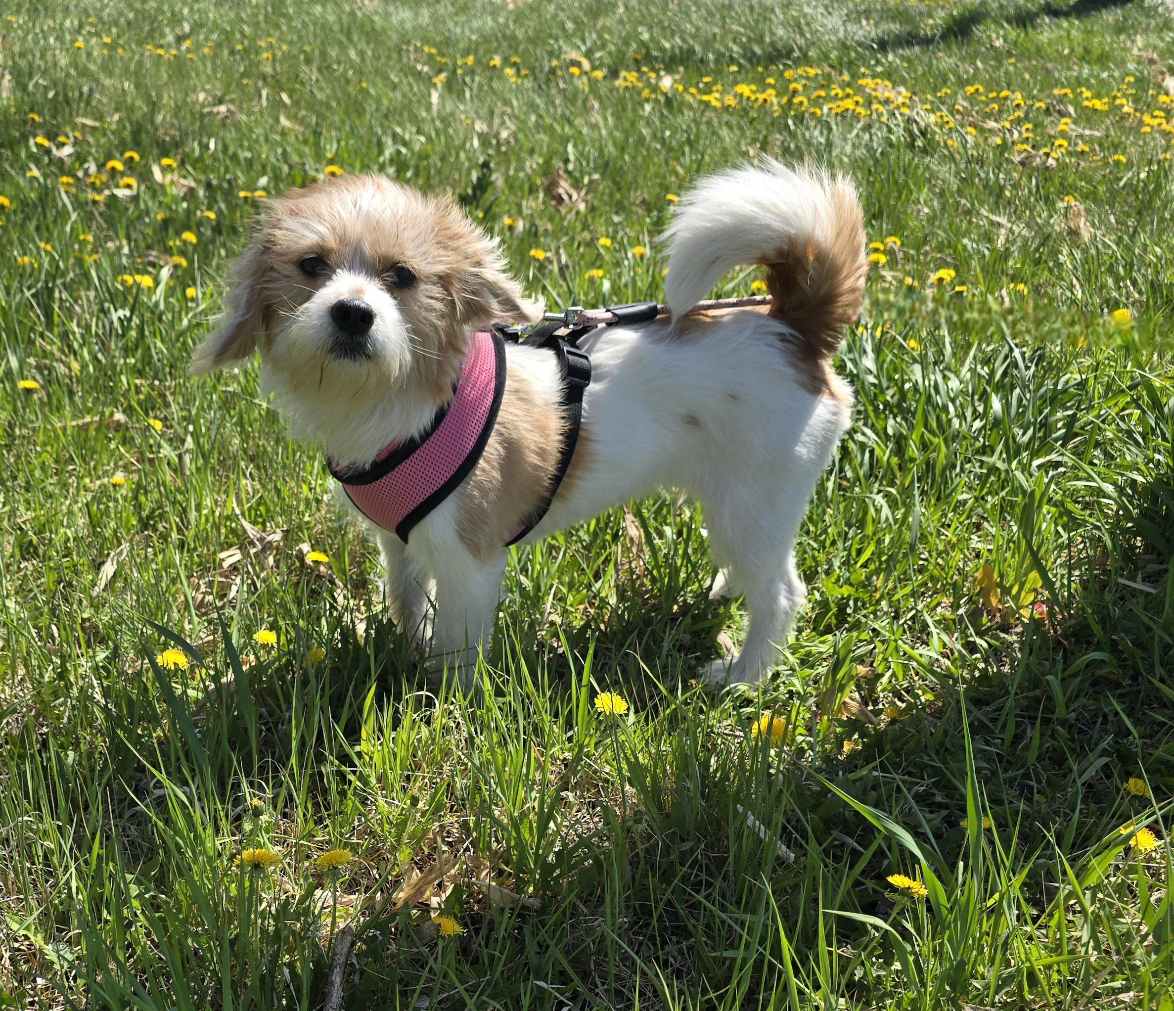 LuLu-Applications pending, a ADOPTABLE mixed breed in Jamestown, ND image 3/6