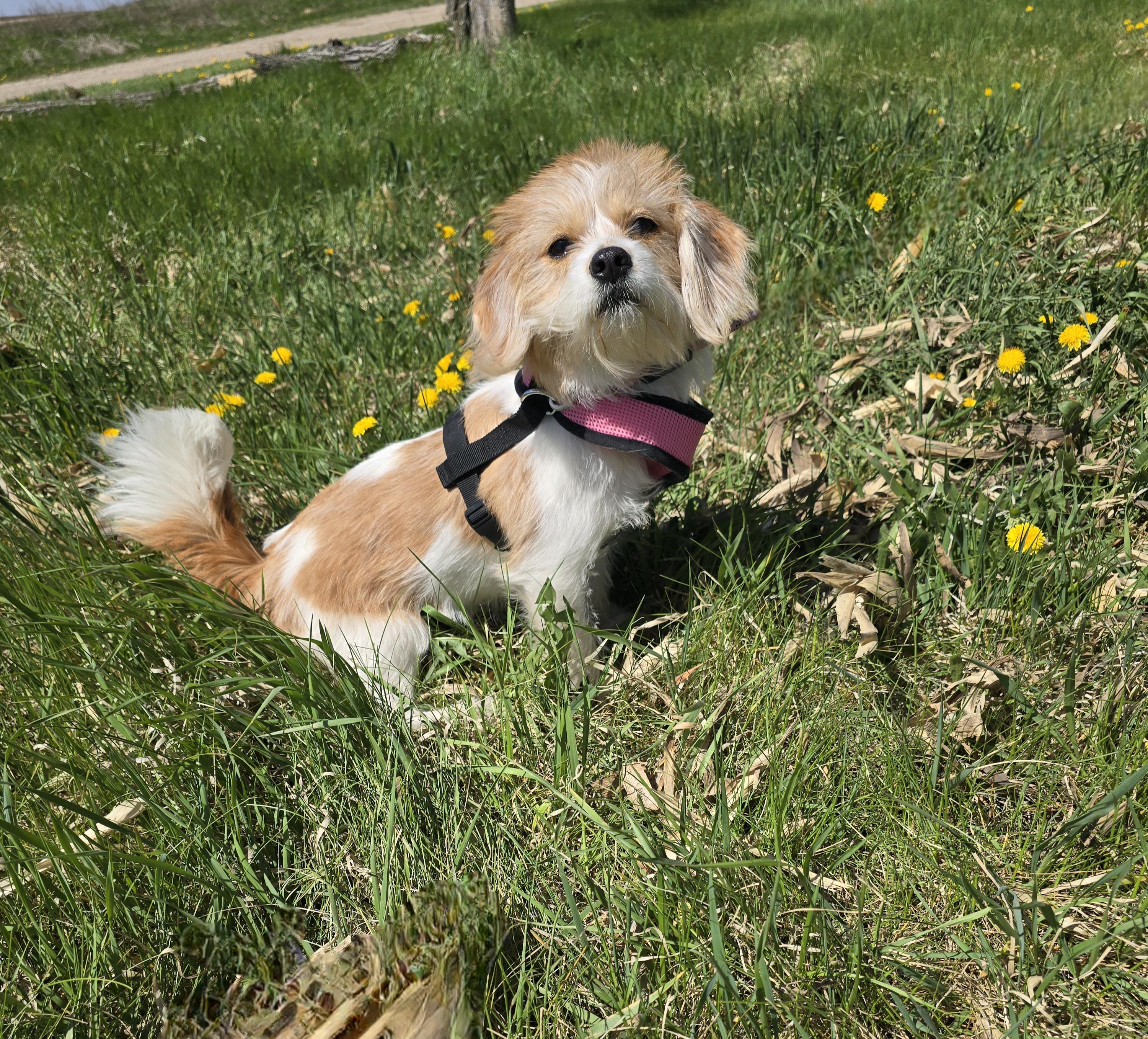 LuLu-Applications pending, a ADOPTABLE mixed breed in Jamestown, ND image 6/6