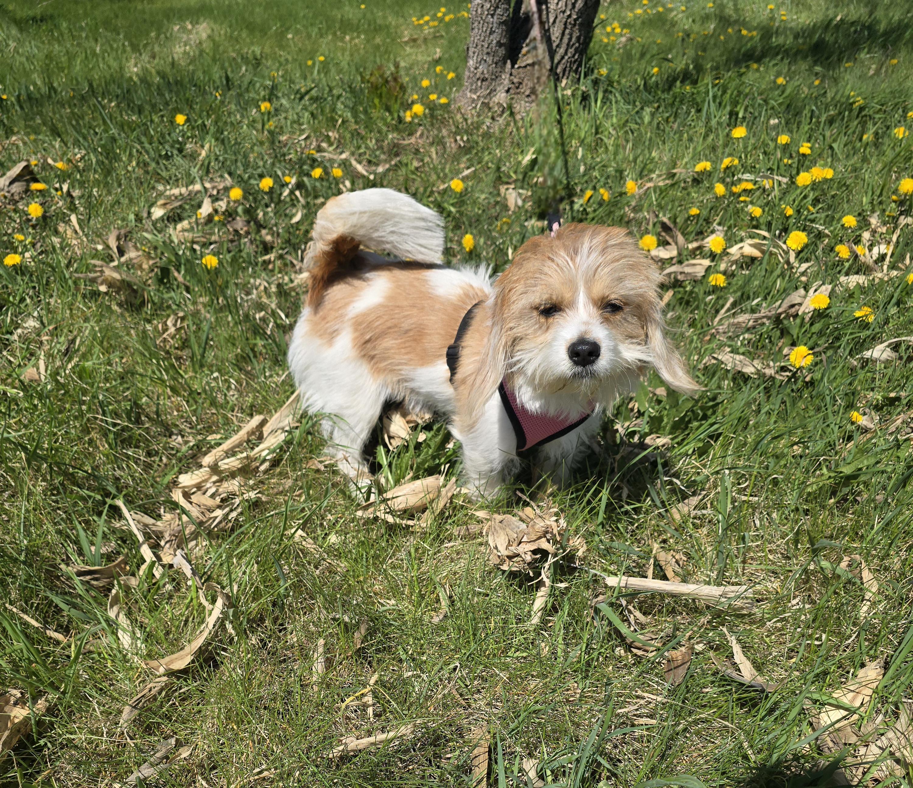 LuLu-Applications pending, a ADOPTABLE mixed breed in Jamestown, ND image 5/6