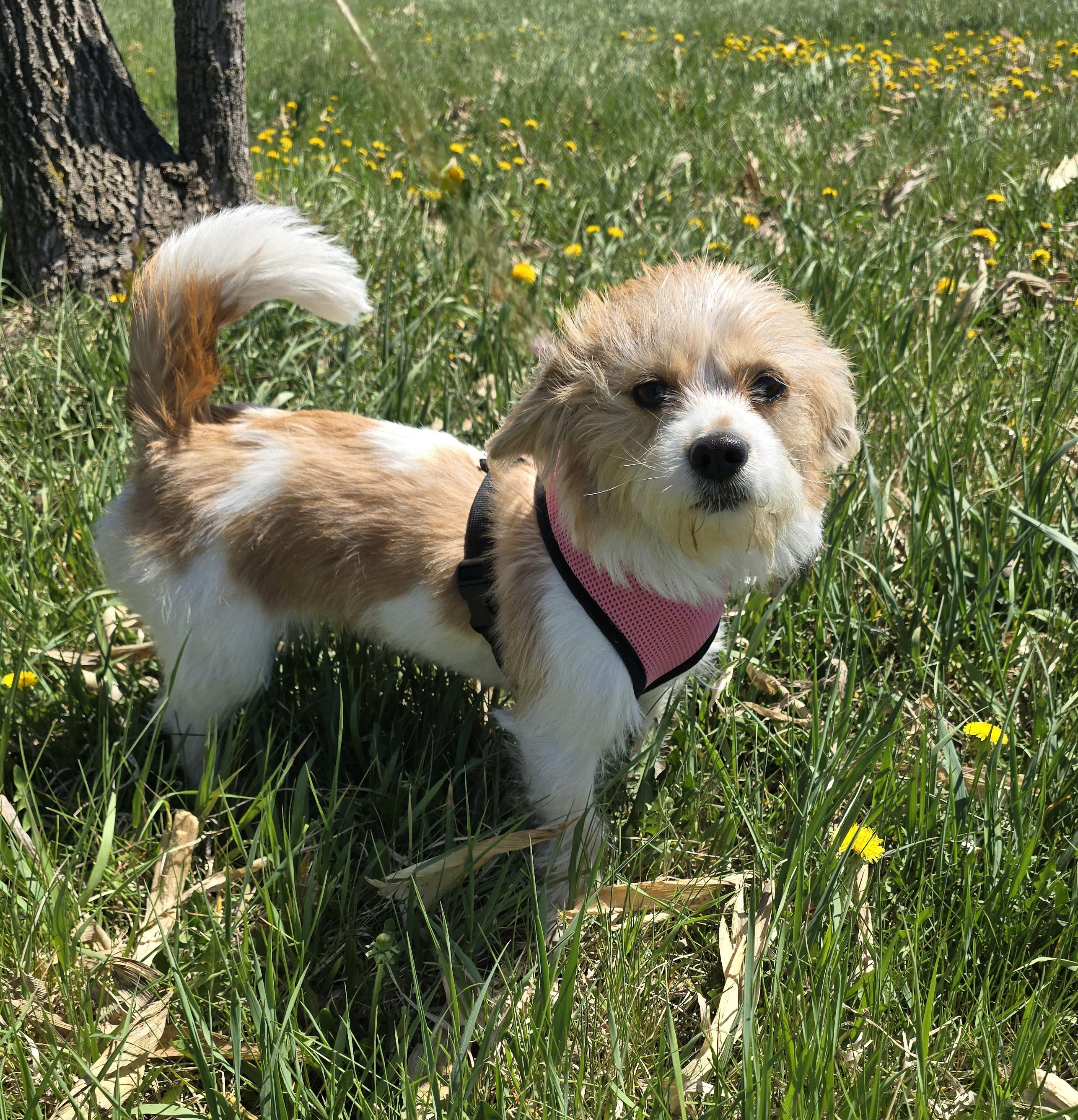 LuLu-Applications pending, a ADOPTABLE mixed breed in Jamestown, ND image 2/6