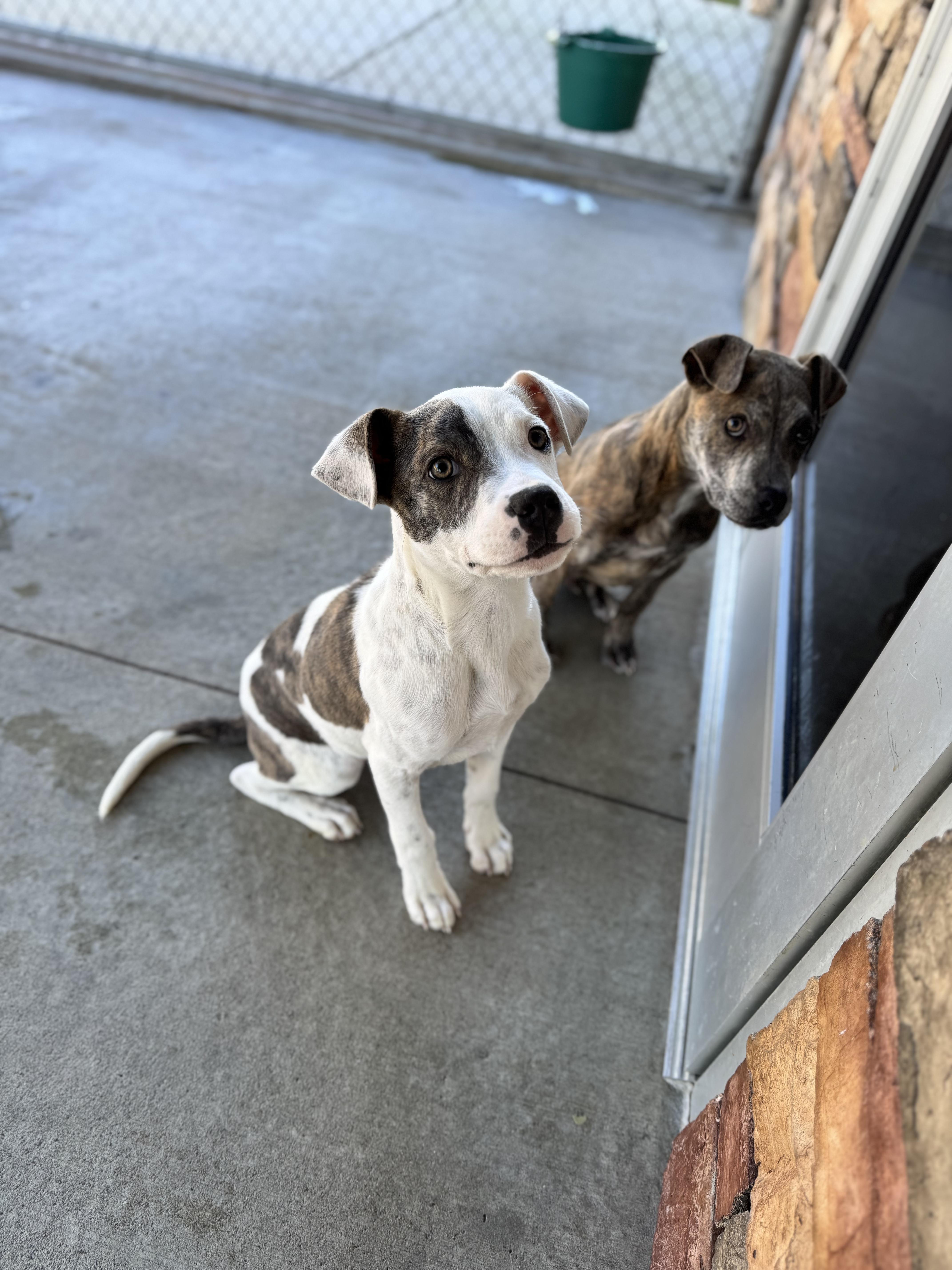 Enlarge Brown Sugar, a Adoptable mixed breed in Troy, AL image 1/4