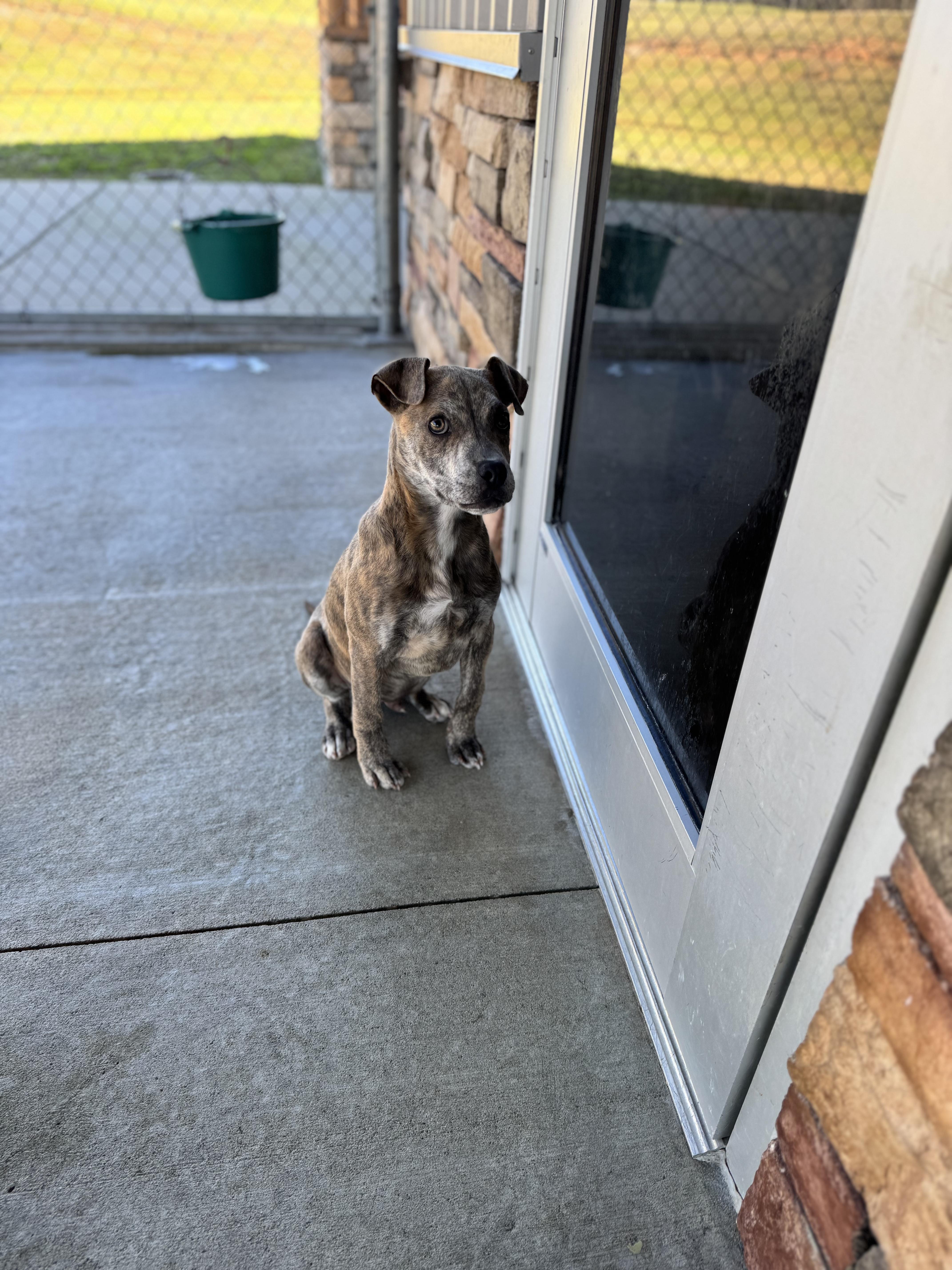 Enlarge Brown Sugar, a Adoptable mixed breed in Troy, AL image 2/4