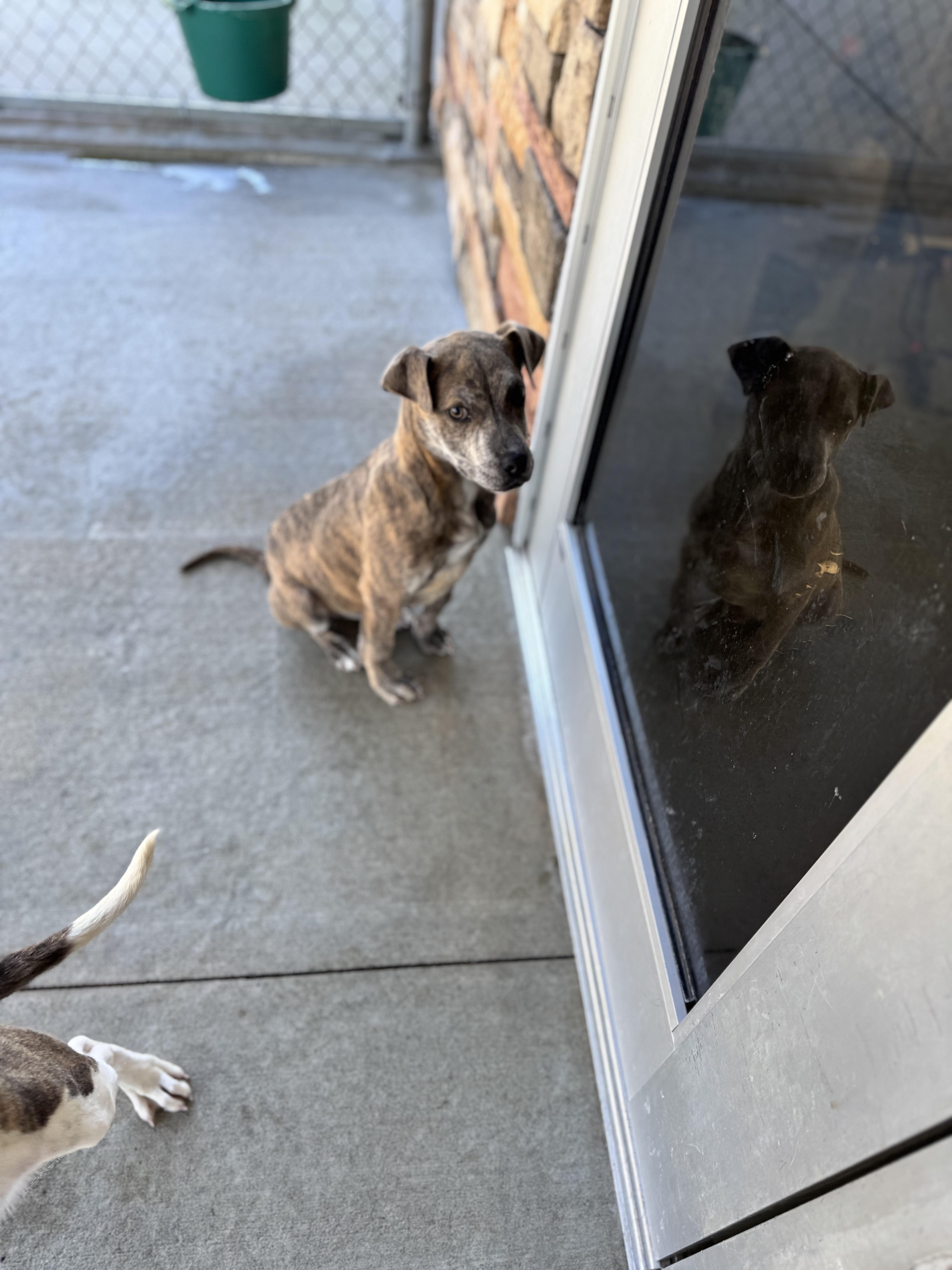 Enlarge Brown Sugar, a Adoptable mixed breed in Troy, AL image 3/4