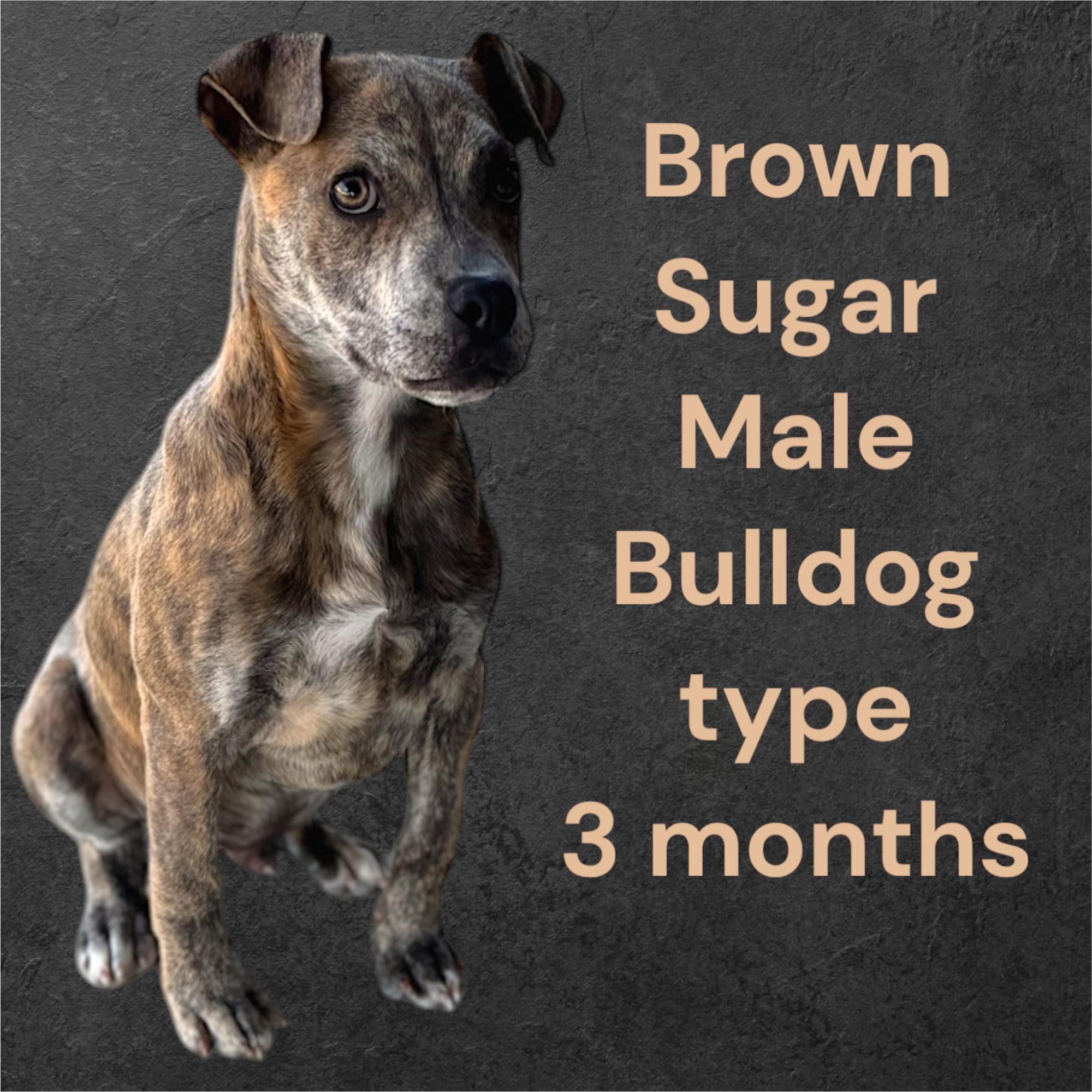 Enlarge Brown Sugar, a Adoptable mixed breed in Troy, AL image 4/4