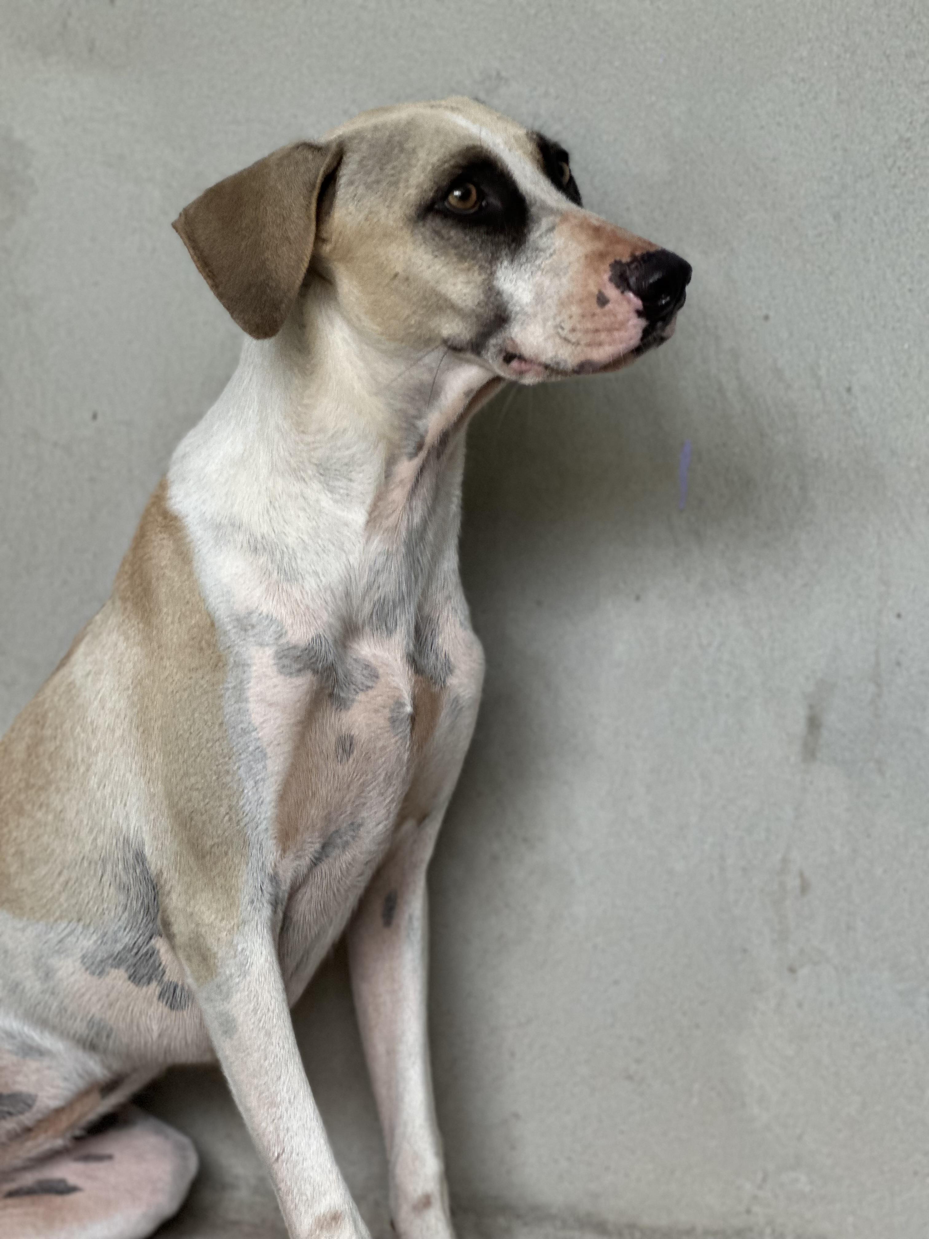 Enlarge Sahara - the silent strength, a Adoptable mixed breed in Sturtevant , WI image 2/2