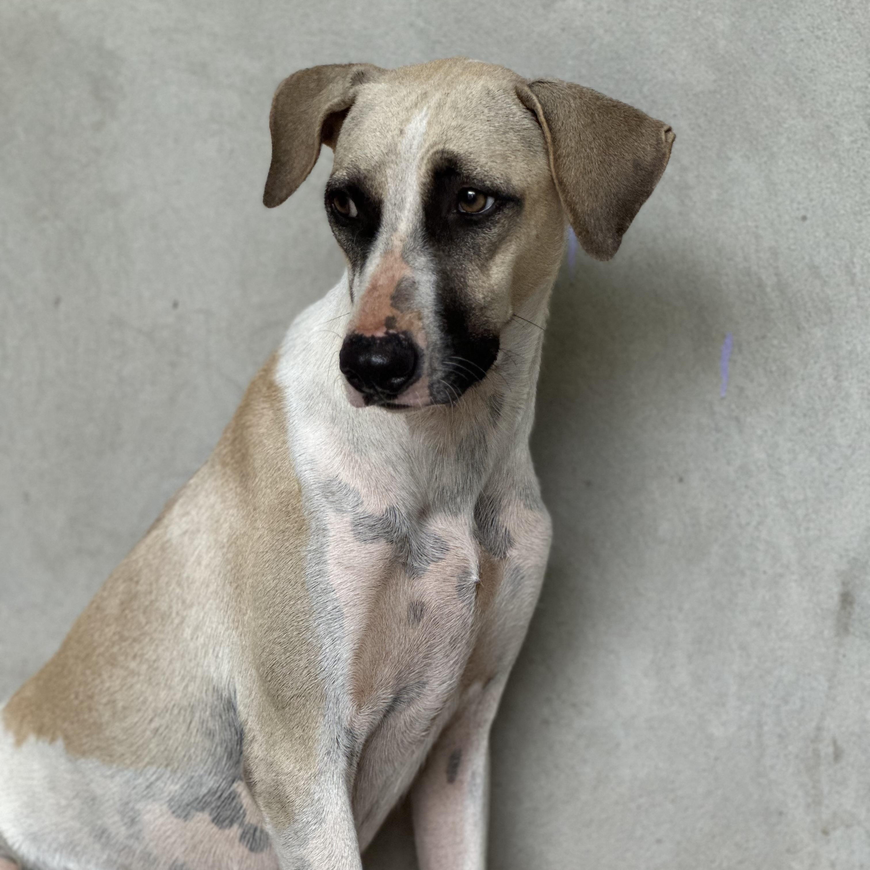 Enlarge Sahara - the silent strength, a Adoptable mixed breed in Sturtevant , WI image 1/2