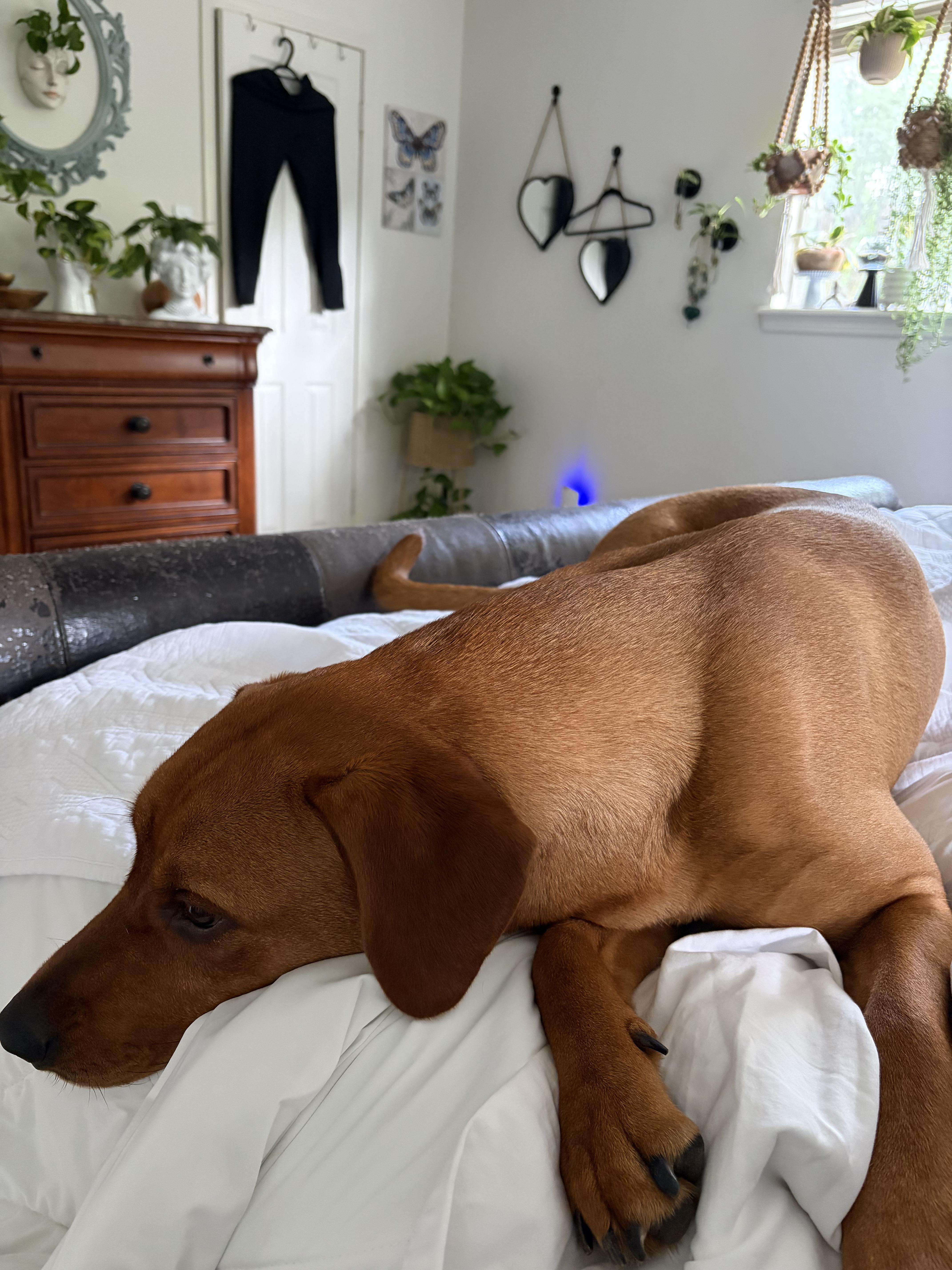 Enlarge Ruby ( super friendly, house trained, crate trained, good with cats and dogs), an adopted mixed breed in Victor, NY image 2/5
