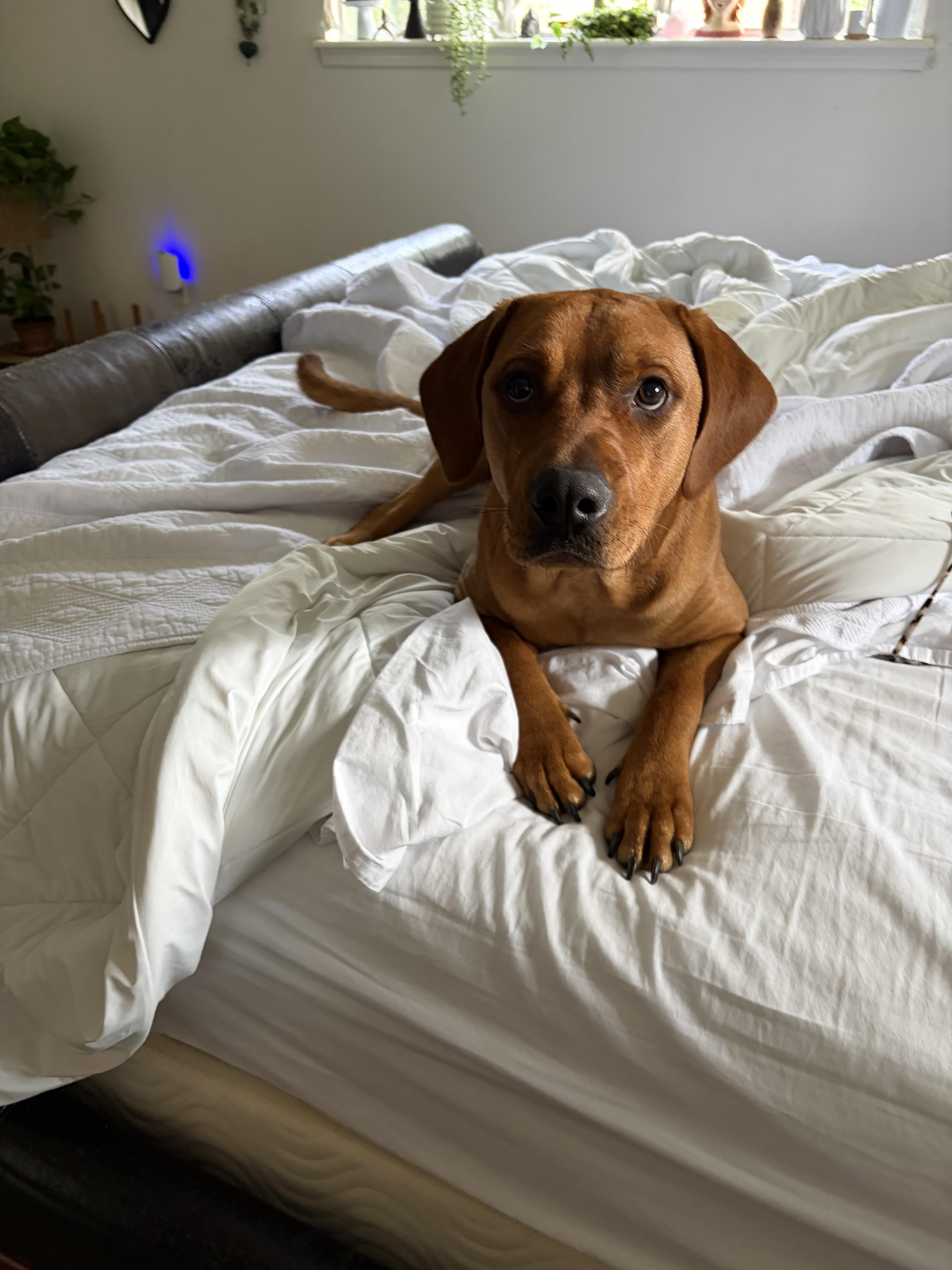 Enlarge Ruby ( super friendly, house trained, crate trained, good with cats and dogs), an adopted mixed breed in Victor, NY image 5/5
