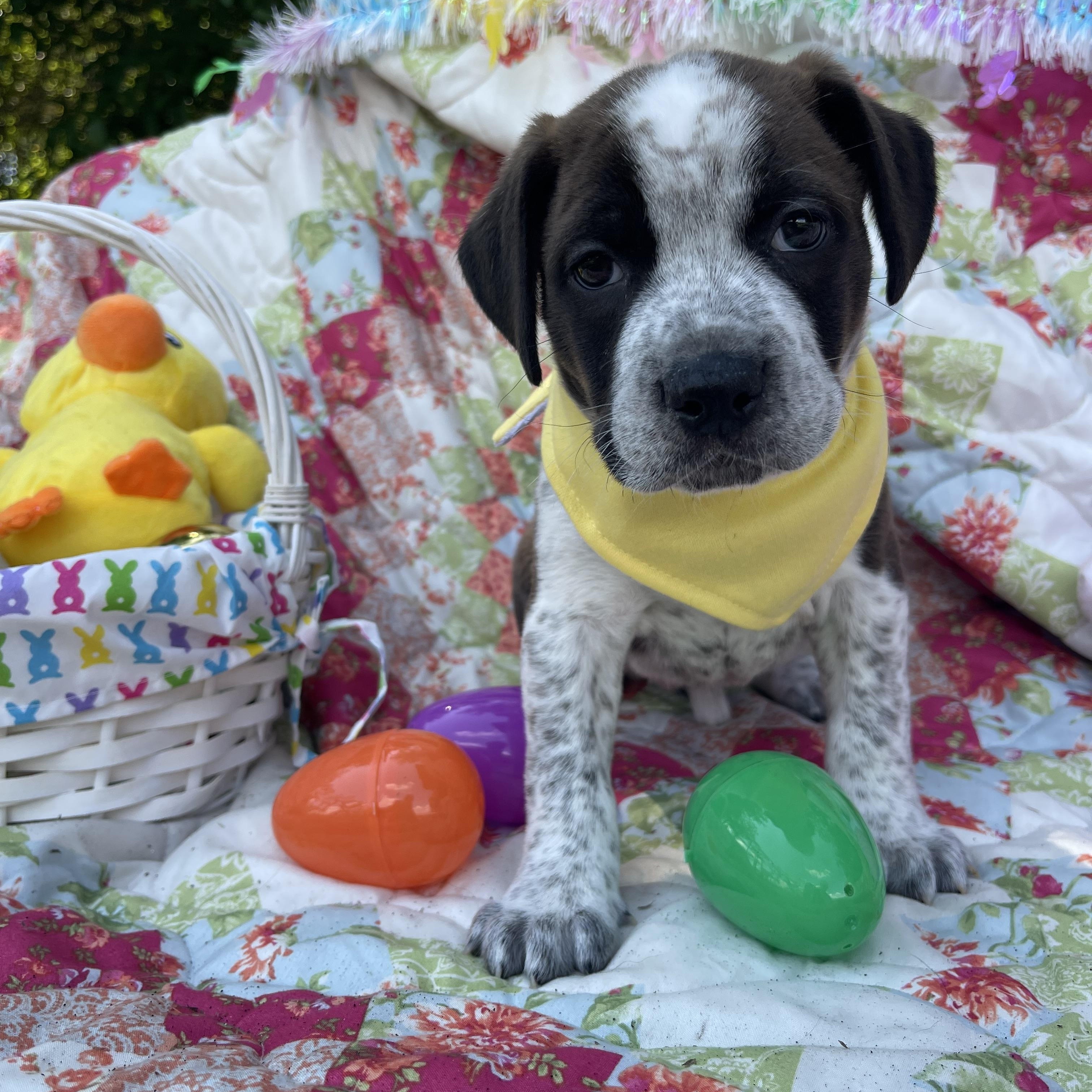 Enlarge Easton (in foster care), an adopted mixed breed in Sebring, FL image 4/5
