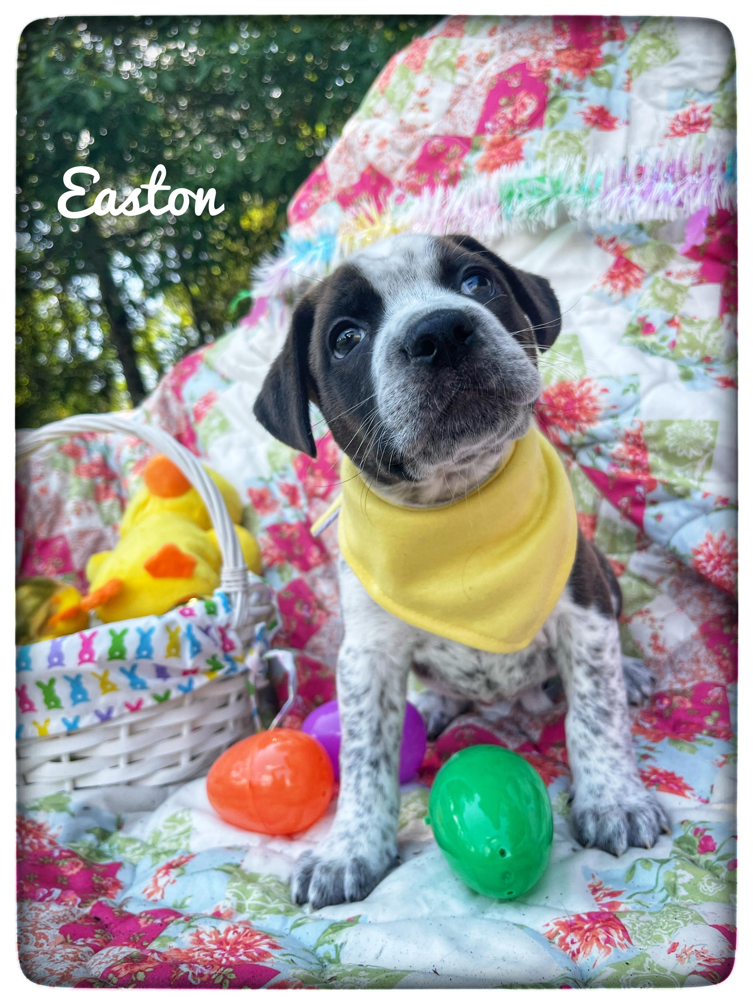 Enlarge Easton (in foster care), an adopted mixed breed in Sebring, FL image 1/5