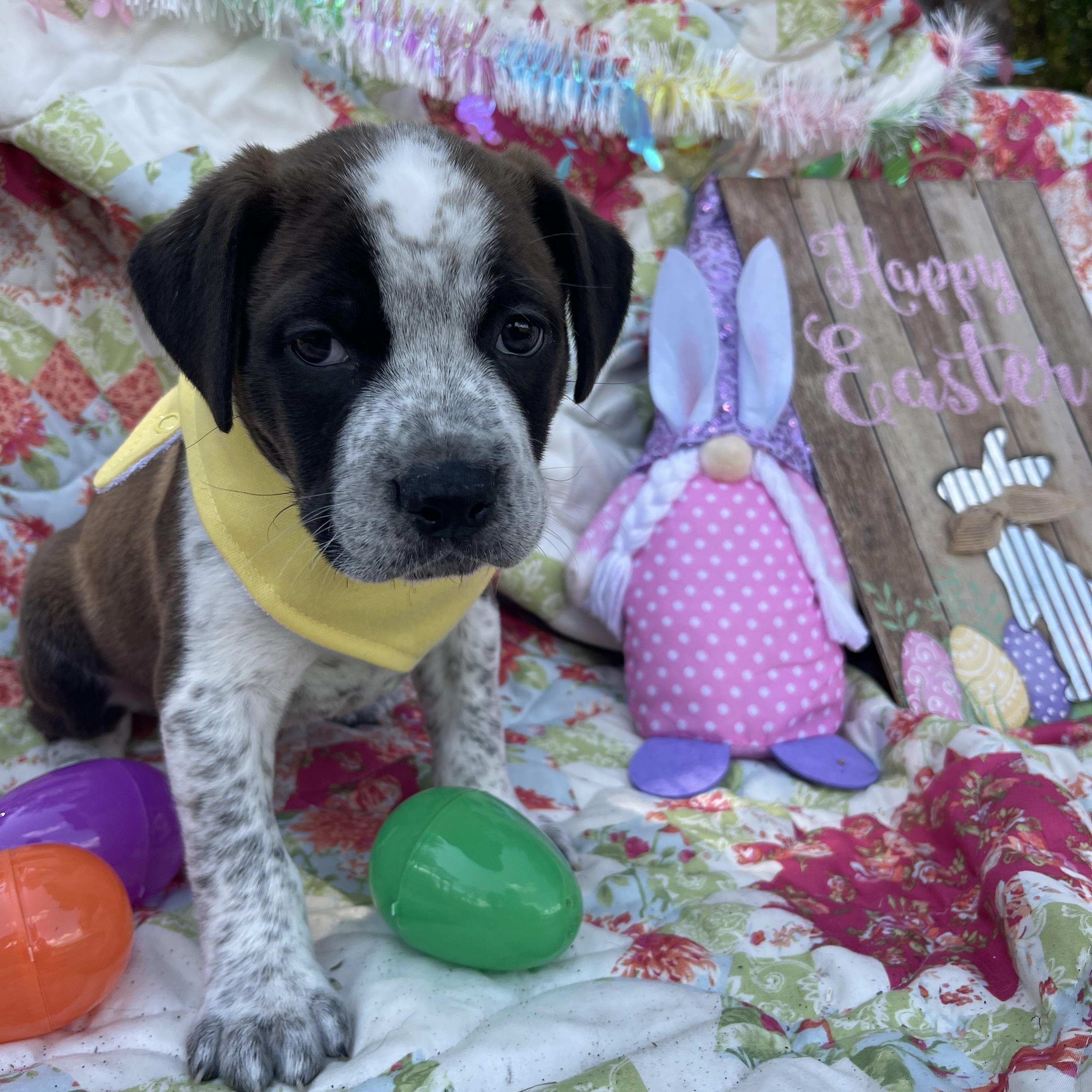 Enlarge Easton (in foster care), an adopted mixed breed in Sebring, FL image 5/5