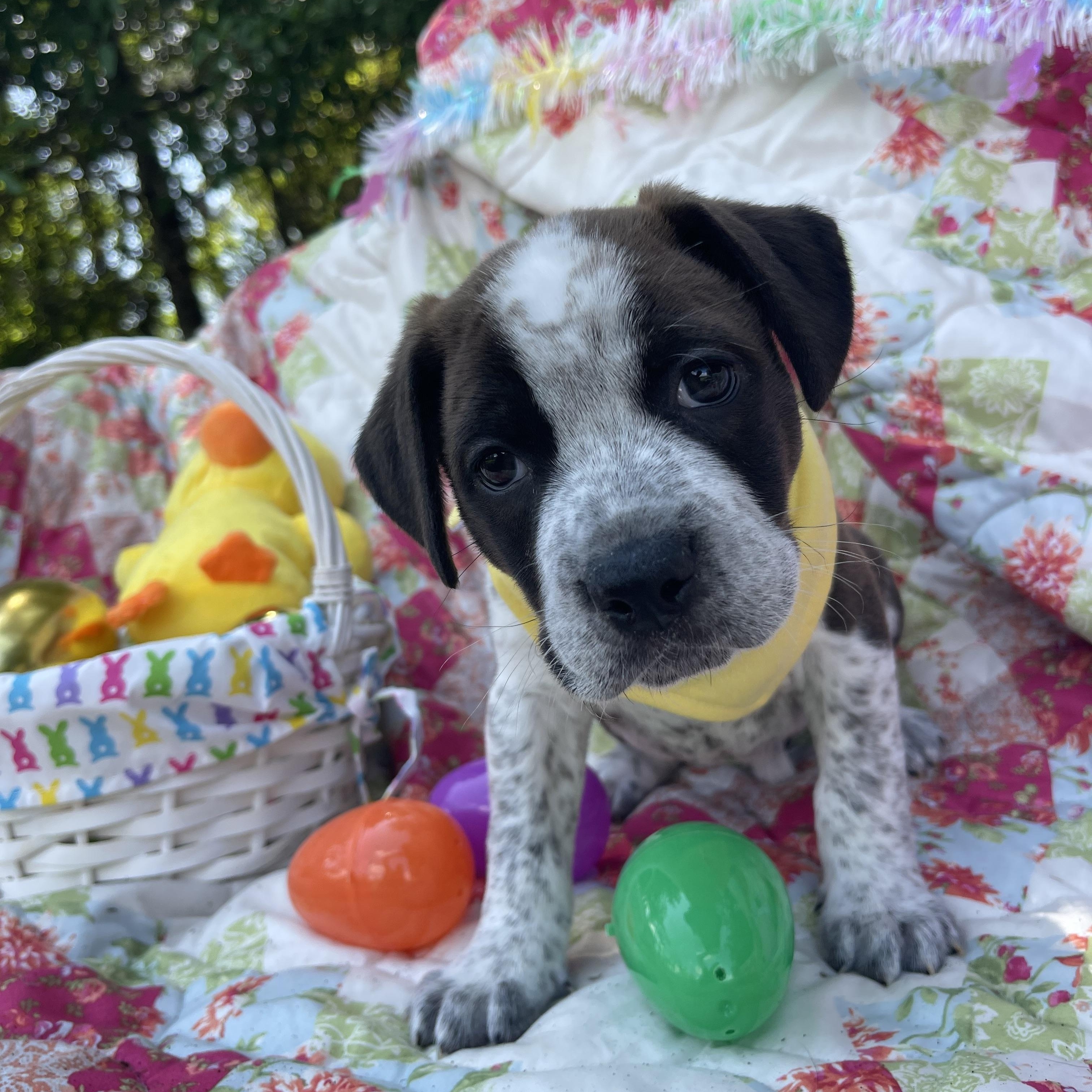 Enlarge Easton (in foster care), an adopted mixed breed in Sebring, FL image 3/5