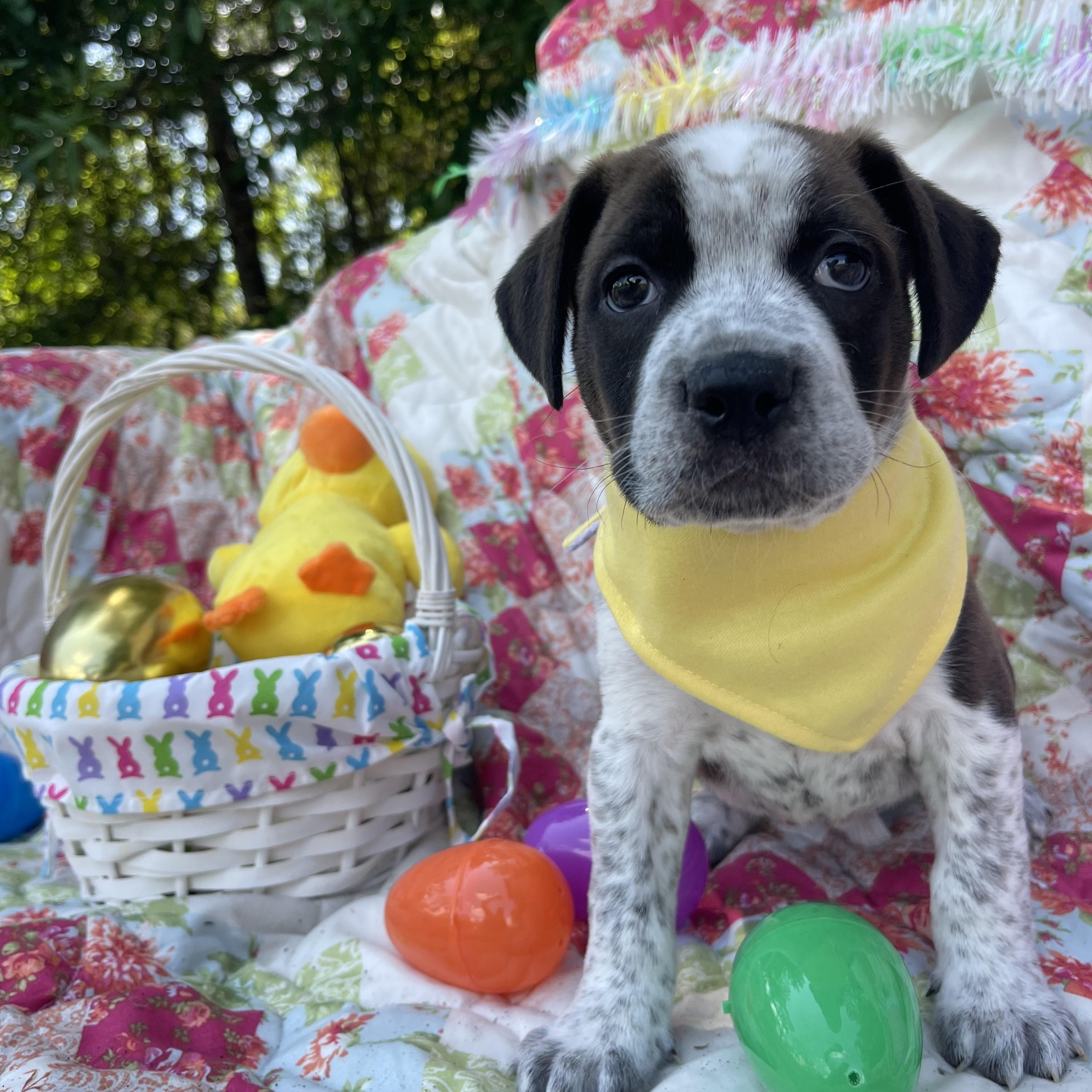Enlarge Easton (in foster care), an adopted mixed breed in Sebring, FL image 2/5