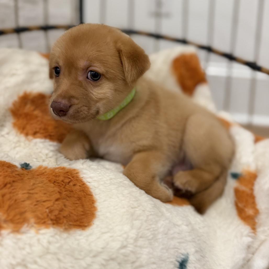 Chai, Adoptable, Puppy Male Golden Retriever & Anatolian Shepherd.