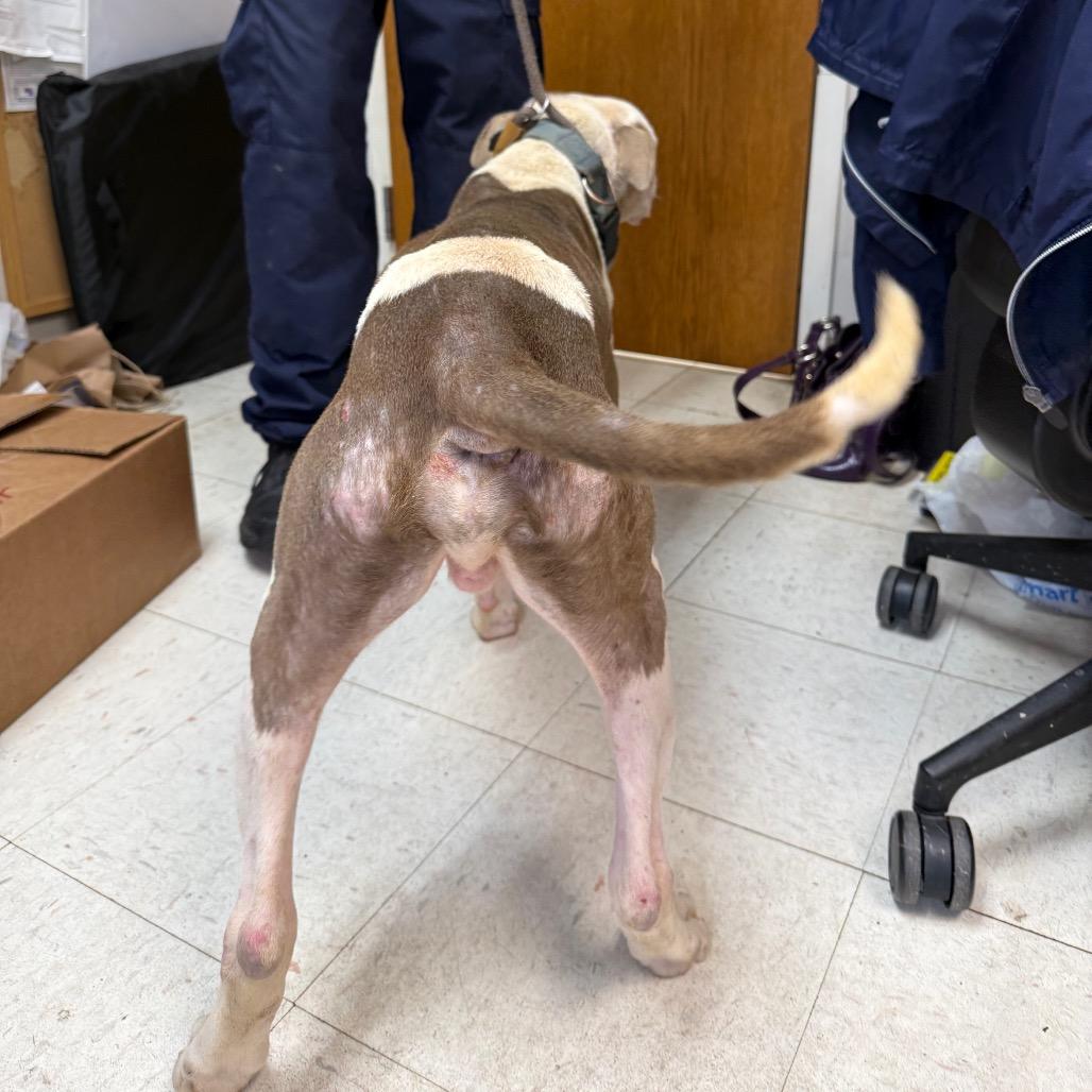 Enlarge Bosco, a Adoptable Pit Bull Terrier in Jacksonville, AR image 1/6