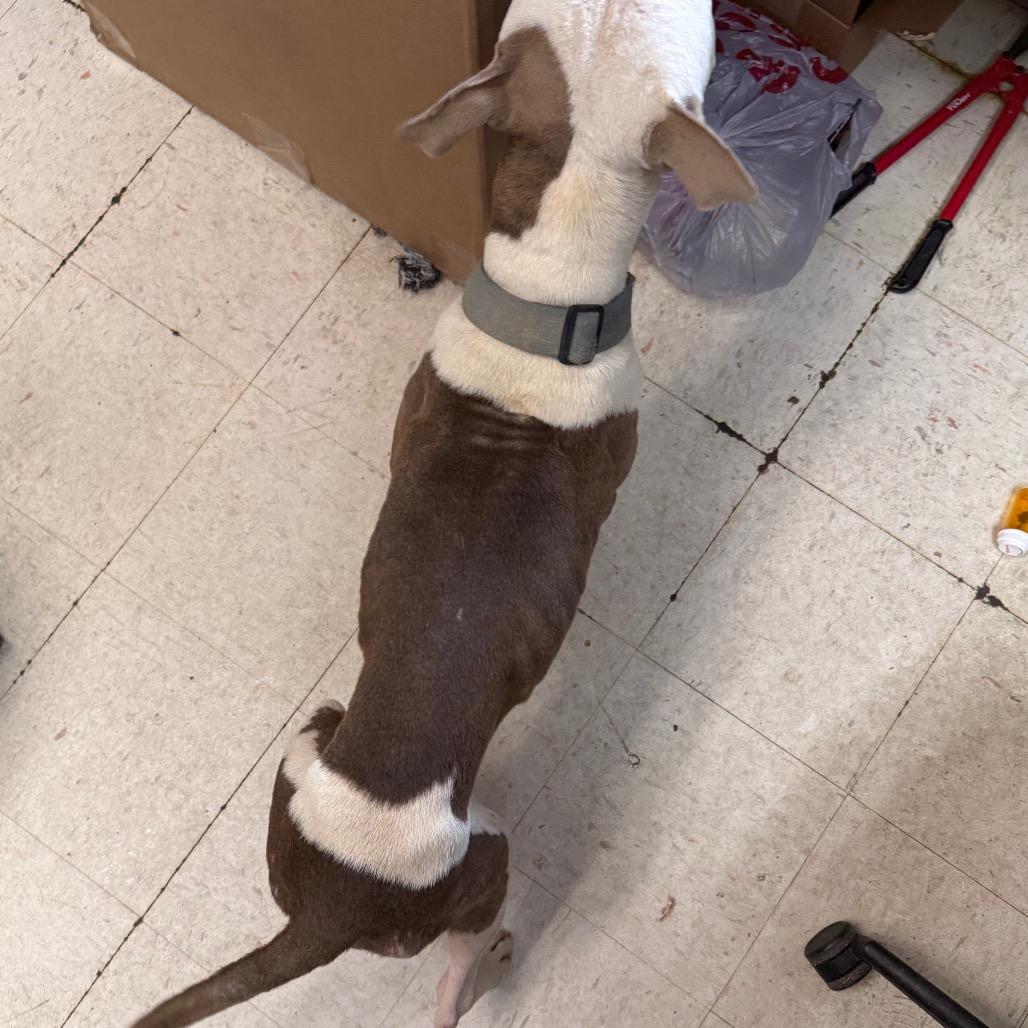 Enlarge Bosco, a Adoptable Pit Bull Terrier in Jacksonville, AR image 2/6