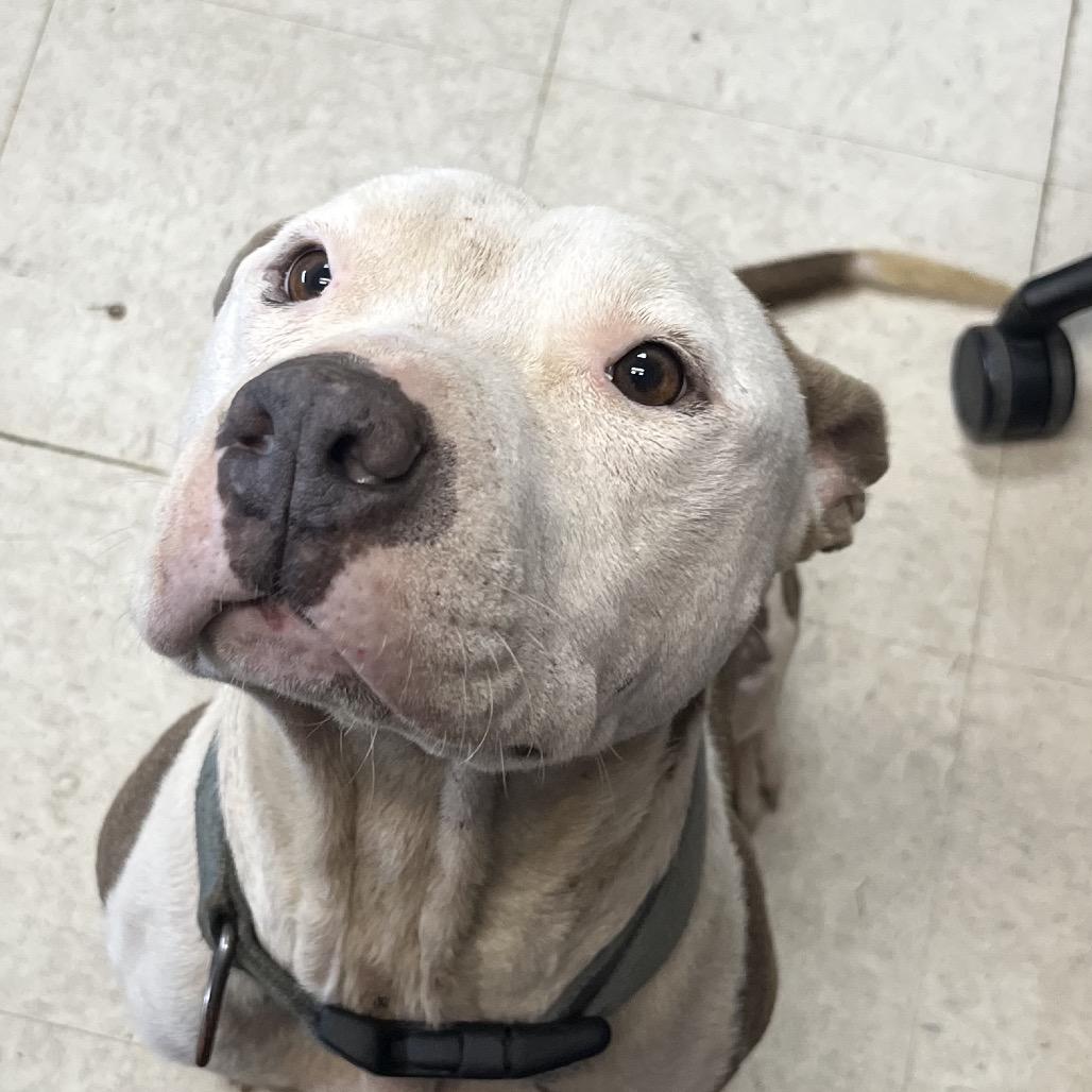Enlarge Bosco, a Adoptable Pit Bull Terrier in Jacksonville, AR image 3/6