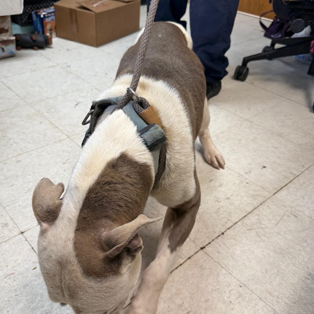 Enlarge Bosco, a Adoptable Pit Bull Terrier in Jacksonville, AR image 4/6