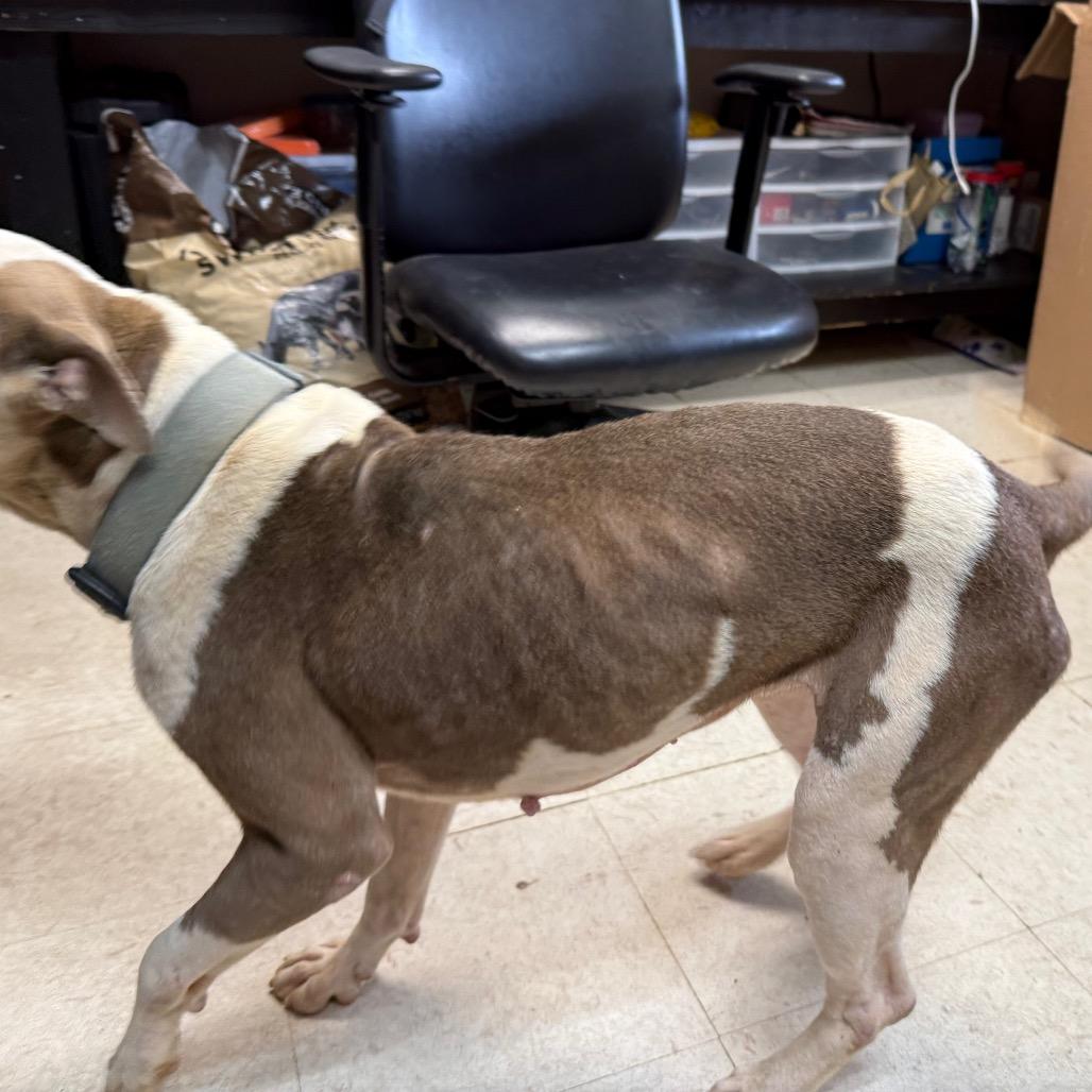 Enlarge Bosco, a Adoptable Pit Bull Terrier in Jacksonville, AR image 5/6
