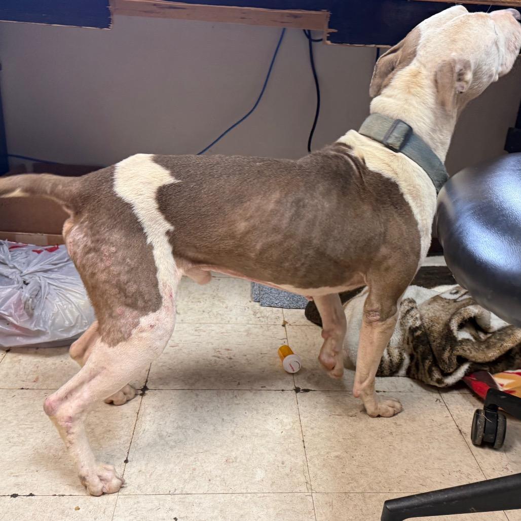 Enlarge Bosco, a Adoptable Pit Bull Terrier in Jacksonville, AR image 6/6