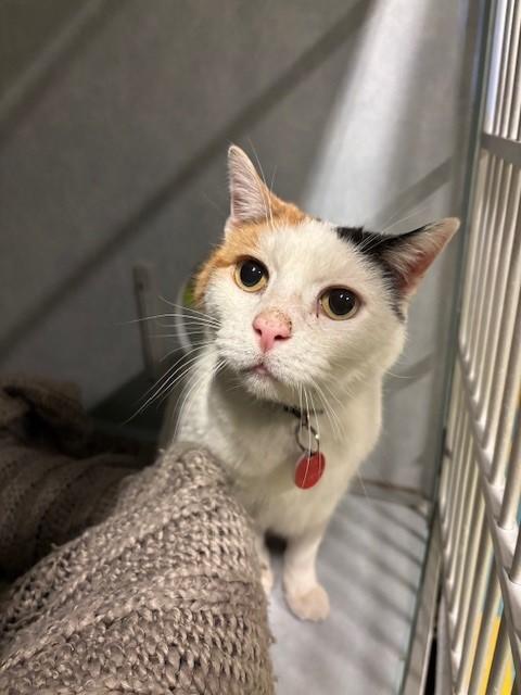 Riva, ADOPTABLE, Adult Female Calico.