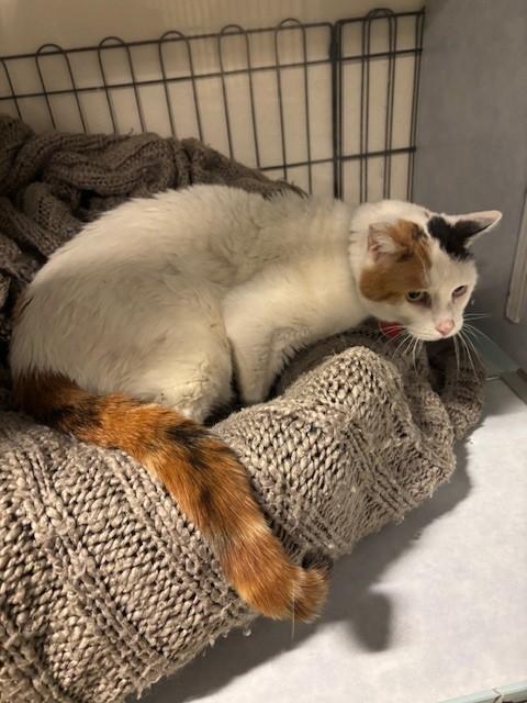 Enlarge Riva, a ADOPTABLE Calico in Eagle, CO image 2/4