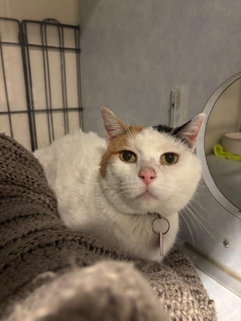 Enlarge Riva, a ADOPTABLE Calico in Eagle, CO image 3/4