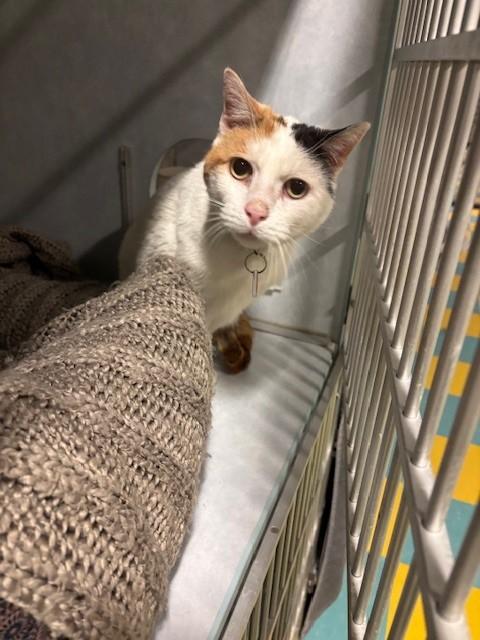 Enlarge Riva, a ADOPTABLE Calico in Eagle, CO image 4/4