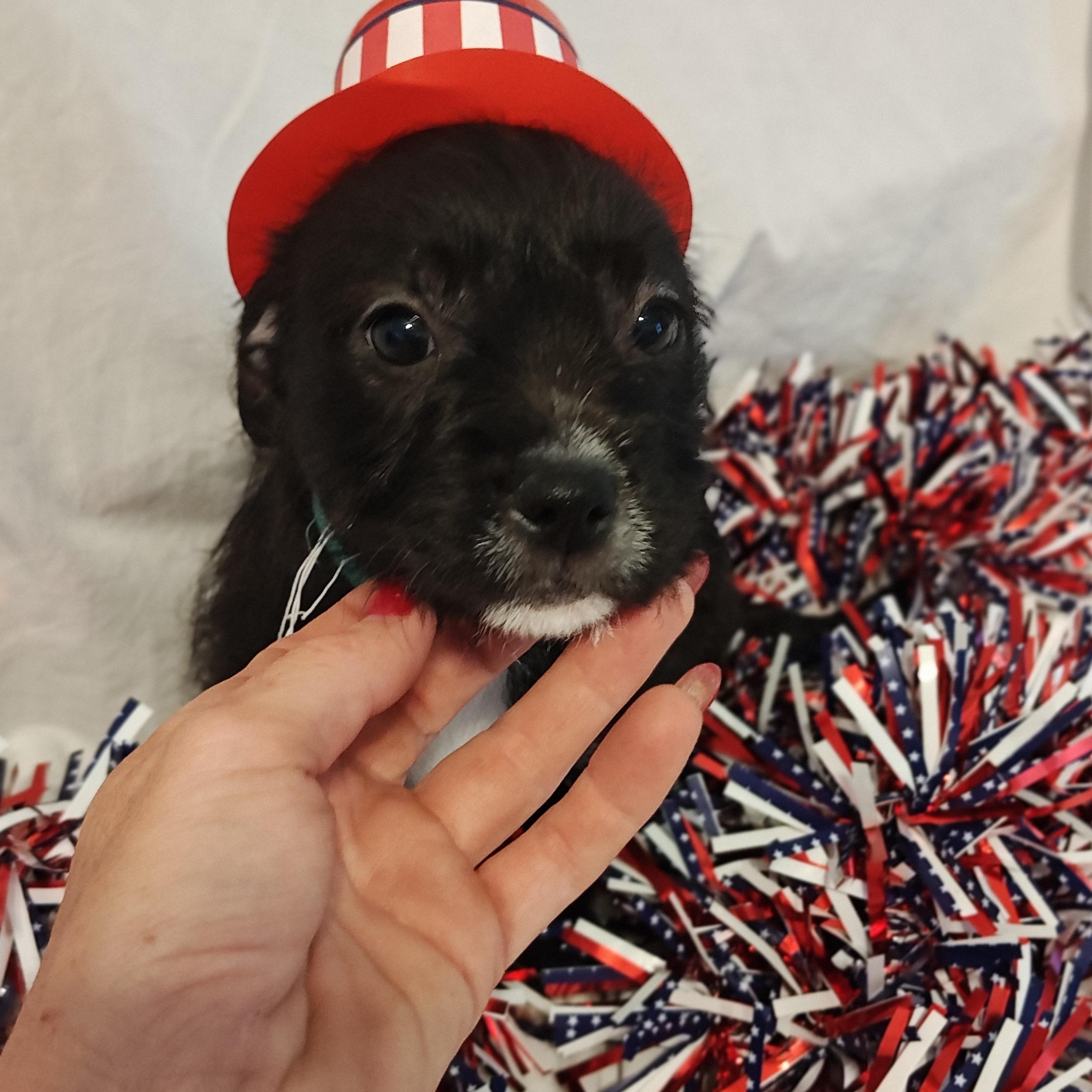 Finley, an adopted Terrier Mix in Salisbury, MD_image-1