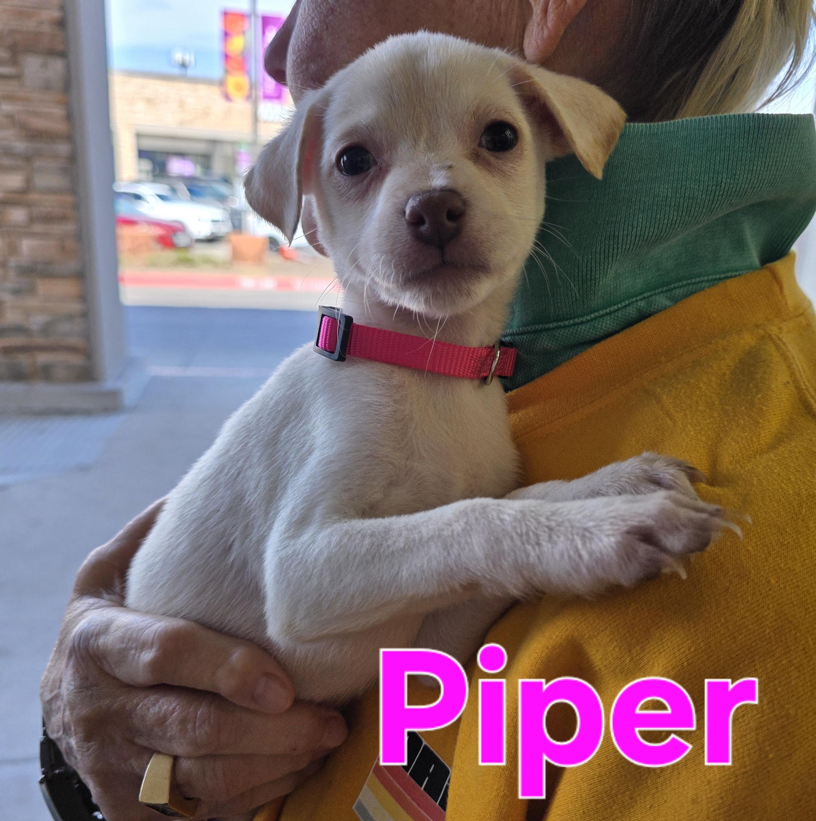 Piper, adopted, Puppy Female Chihuahua.