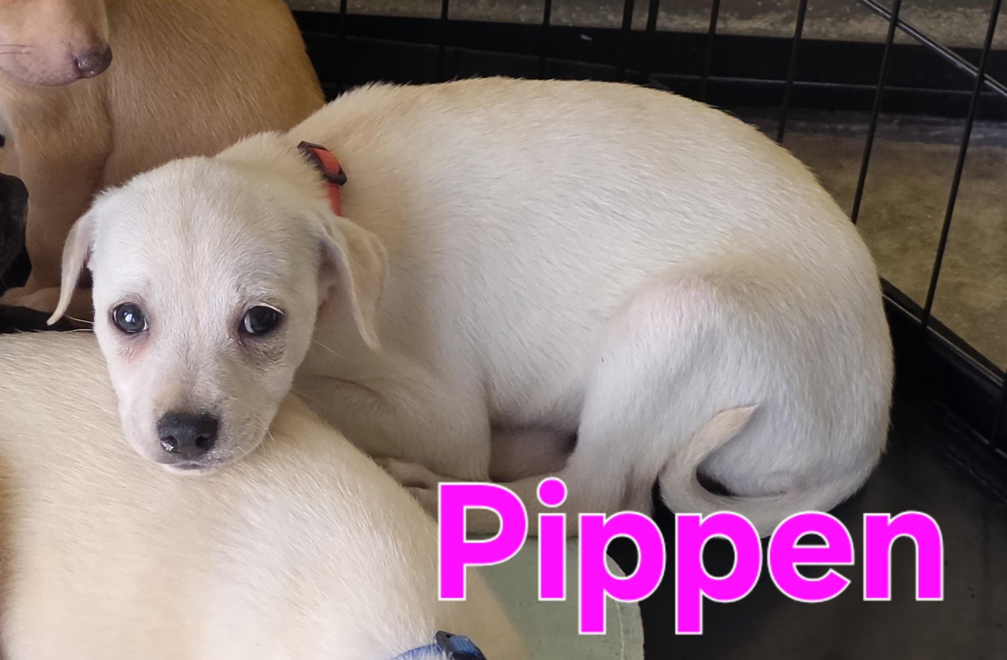 Enlarge Piper, an adopted Chihuahua in Dallas, TX image 2/6