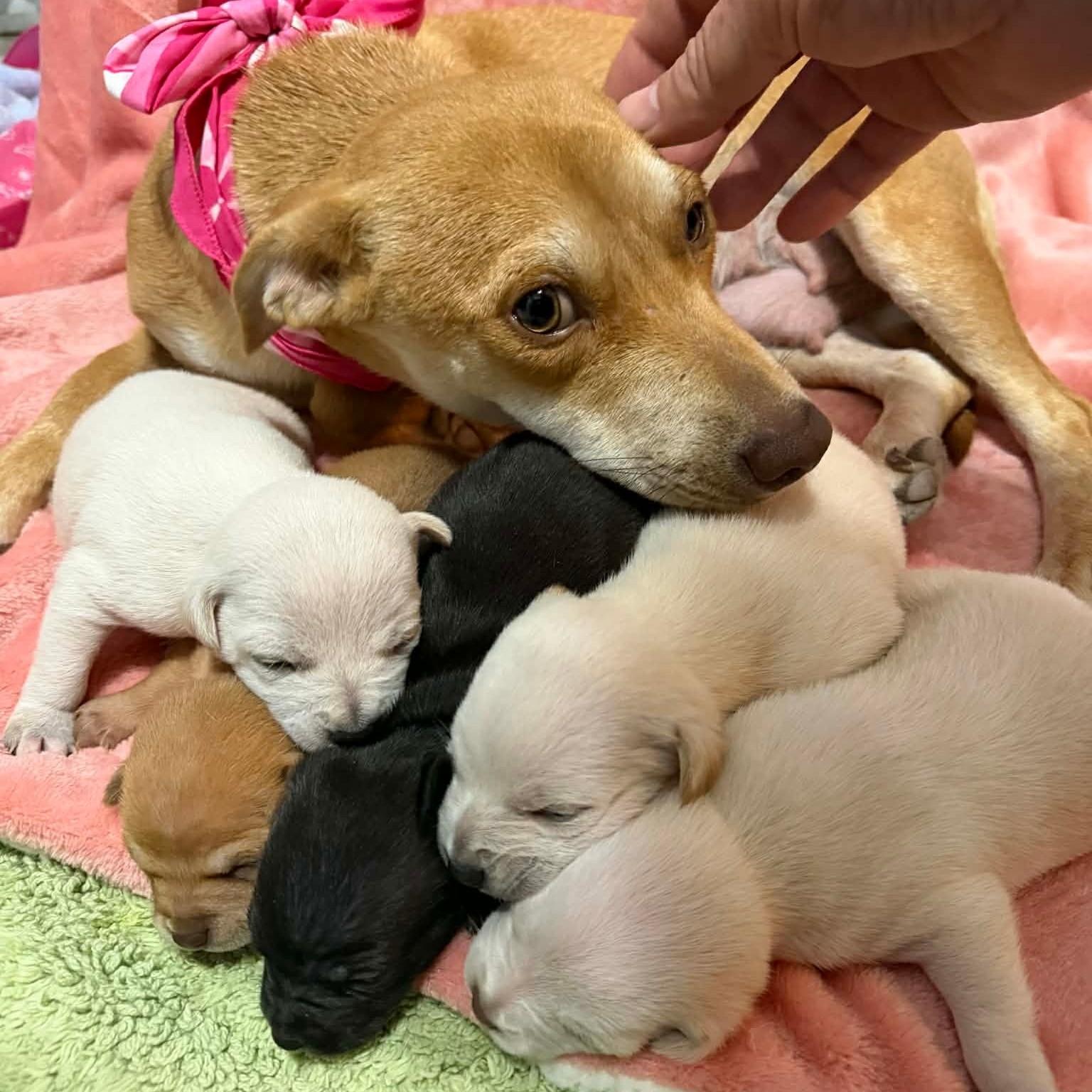 Enlarge Piper, an adopted Chihuahua in Dallas, TX image 6/6