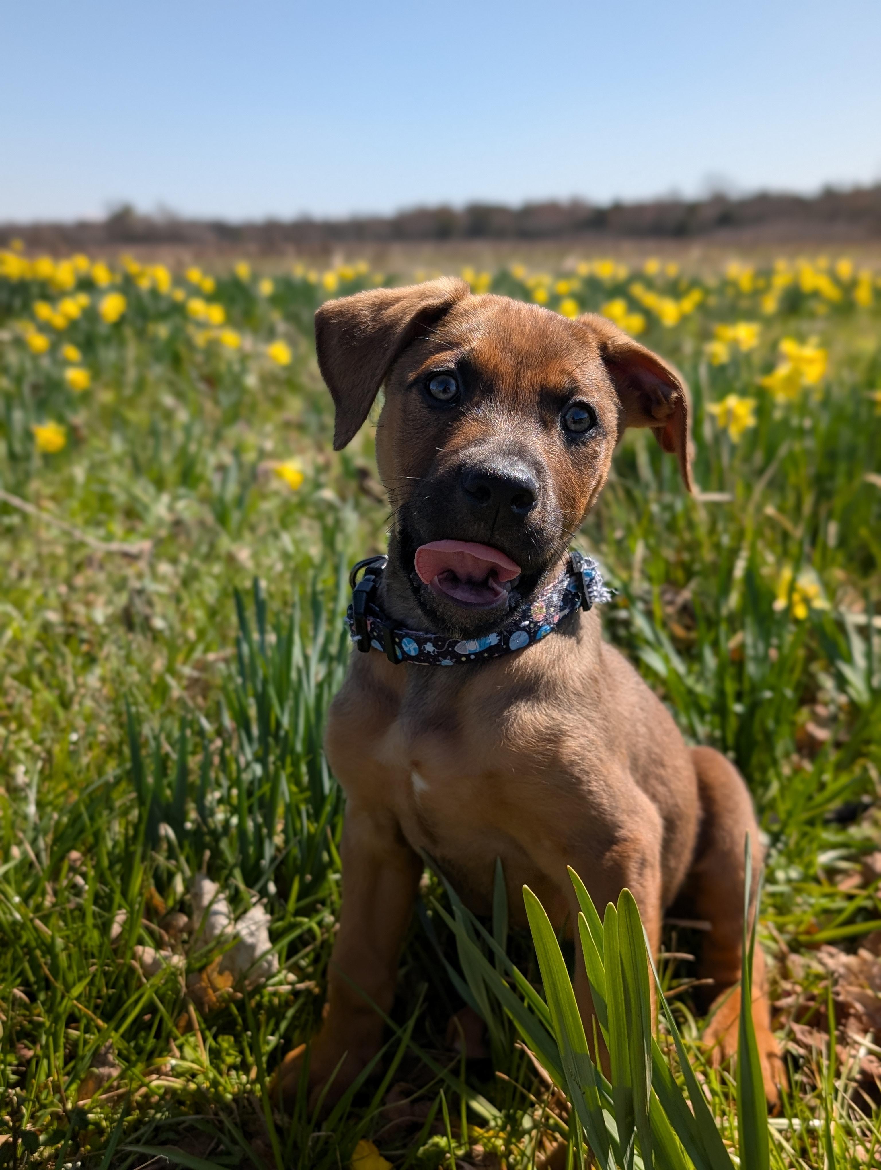 Bruno, adoptable, Puppy Male German Shepherd Dog & Doberman Pinscher.