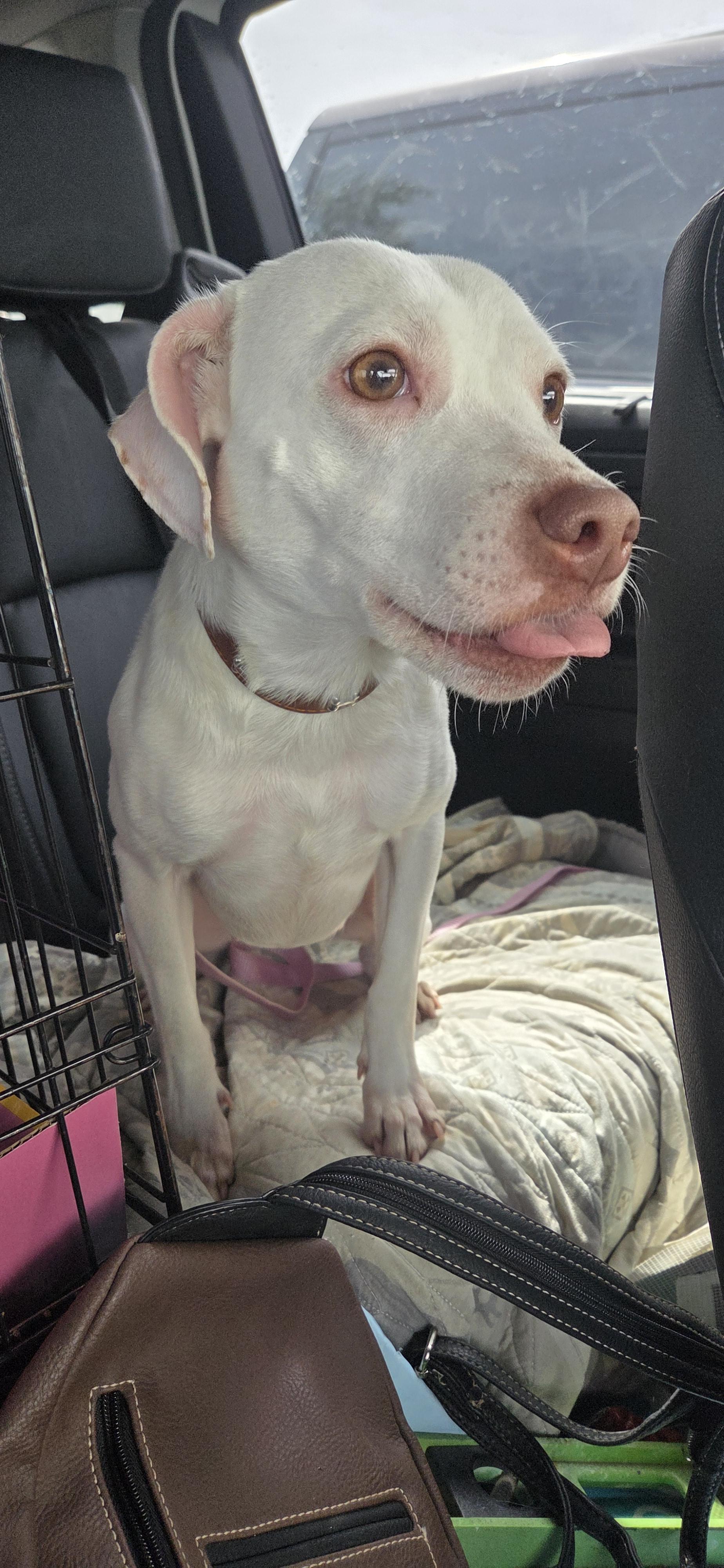 Coco Chanel, adoptable, Adult Female Pit Bull Terrier & Chihuahua.