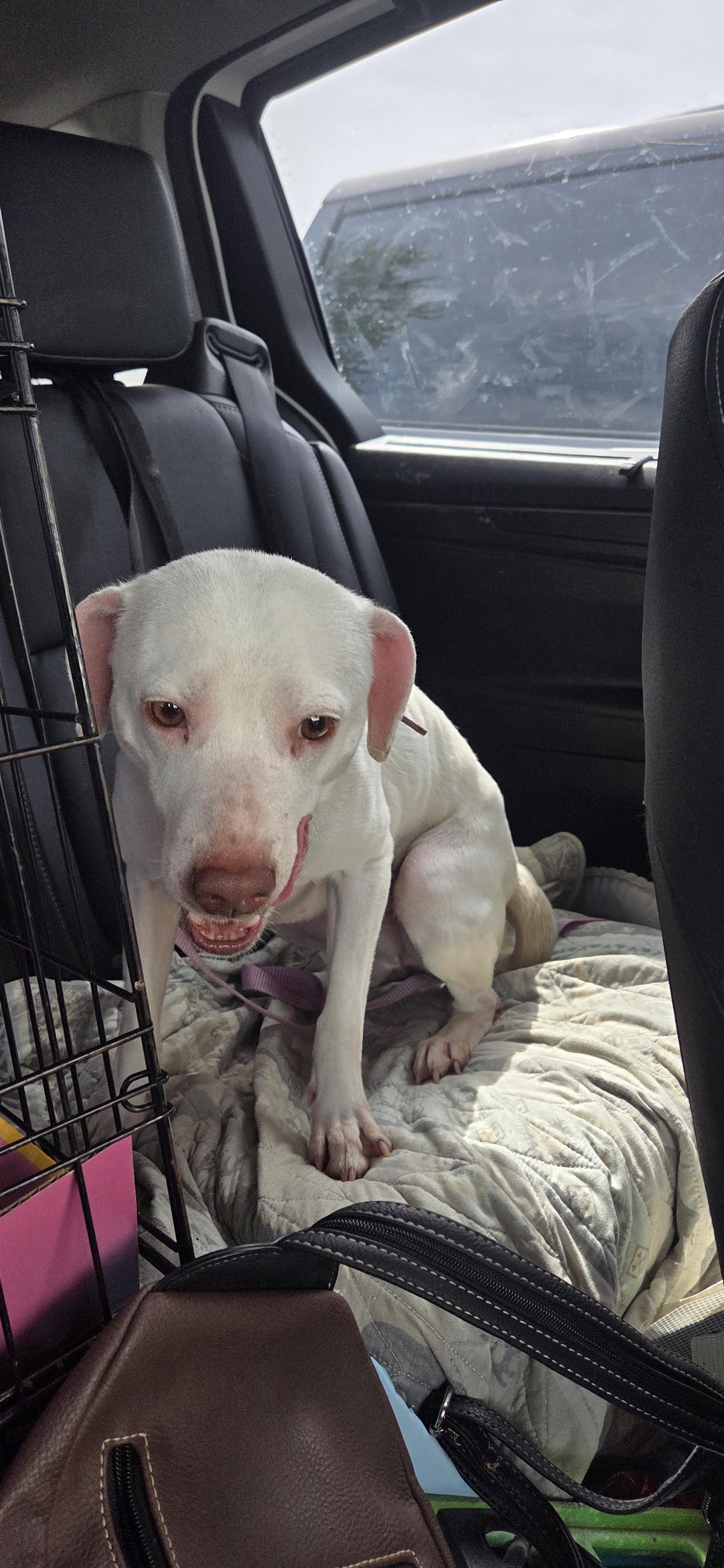 Enlarge Coco Chanel, an adoptable mixed breed in Evansville, IN image 2/3
