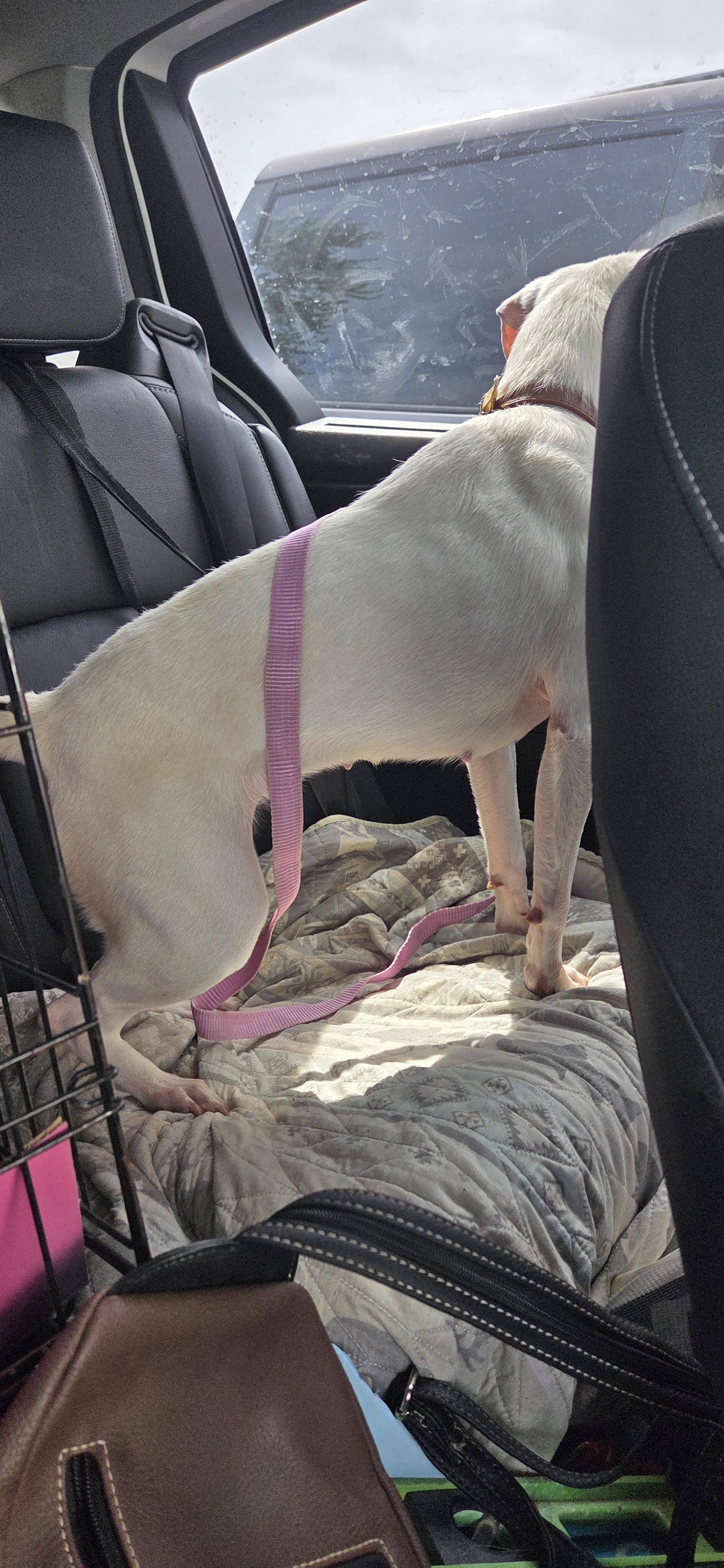Enlarge Coco Chanel, an adoptable mixed breed in Evansville, IN image 3/3
