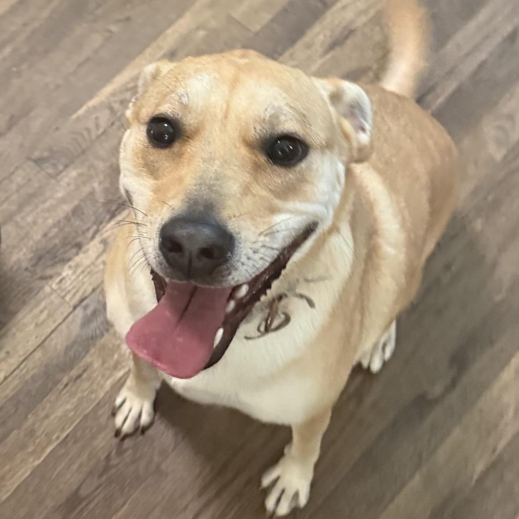 Nala, Adoptable, Adult Female Patterdale Terrier / Fell Terrier.