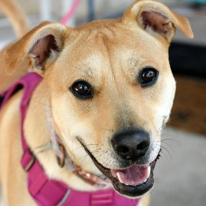 Nala, a Adoptable mixed breed in Fort Leavenworth, KS image 1/3