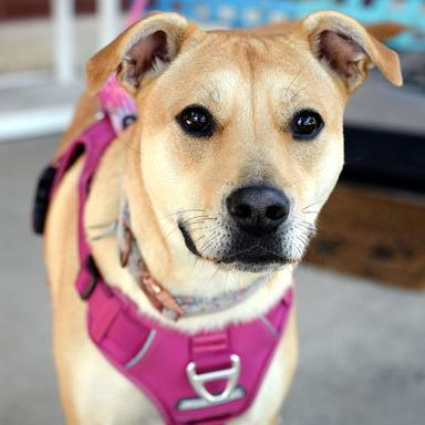 Nala, a Adoptable mixed breed in Fort Leavenworth, KS image 2/3