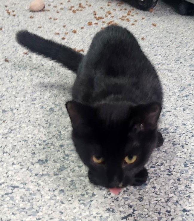 Ramona, Adoptable, Kitten Female Domestic Long Hair.